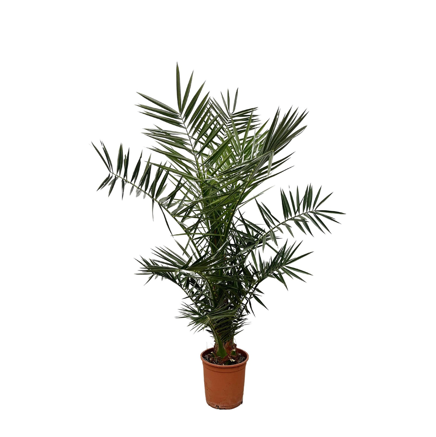 Phoenix Canariensis – 130 cm – ø20 - Palme