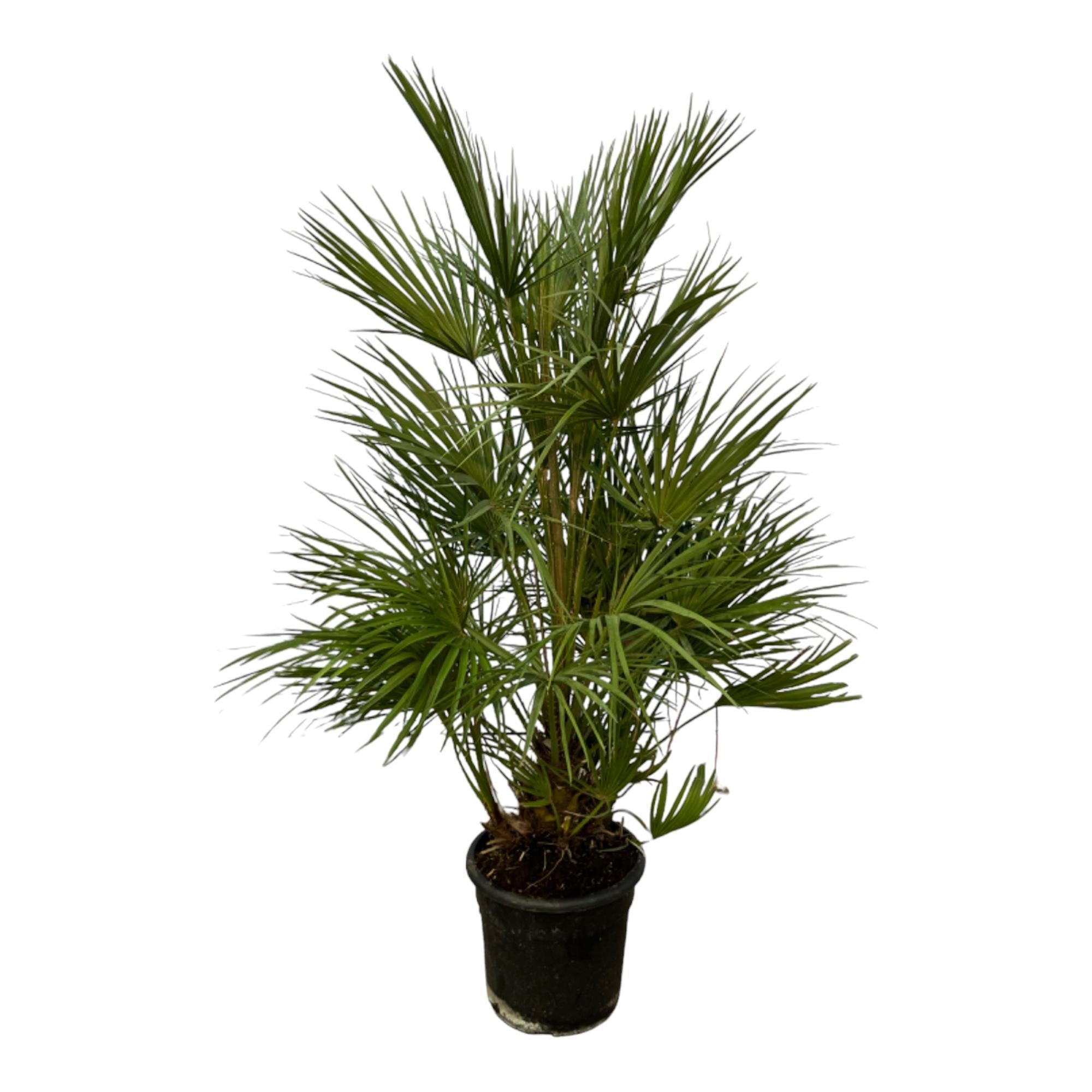 Chamaerops Humilis-Strauch – 130 cm – Ø24 cm - Europäische Zwergpalme