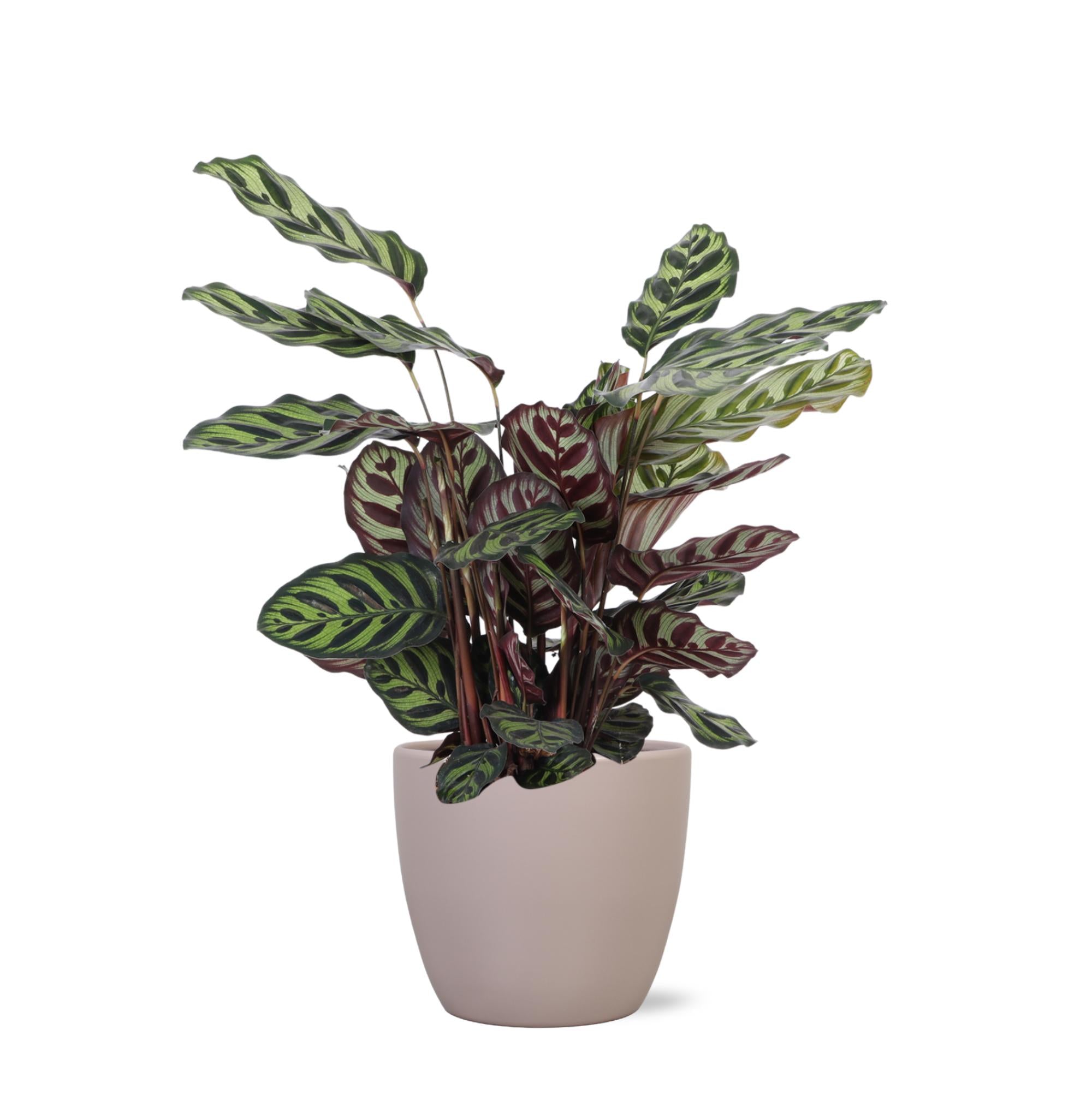 Calathea Makoyana Ø21cm - ↕70cm im Boule TAUPE Topf