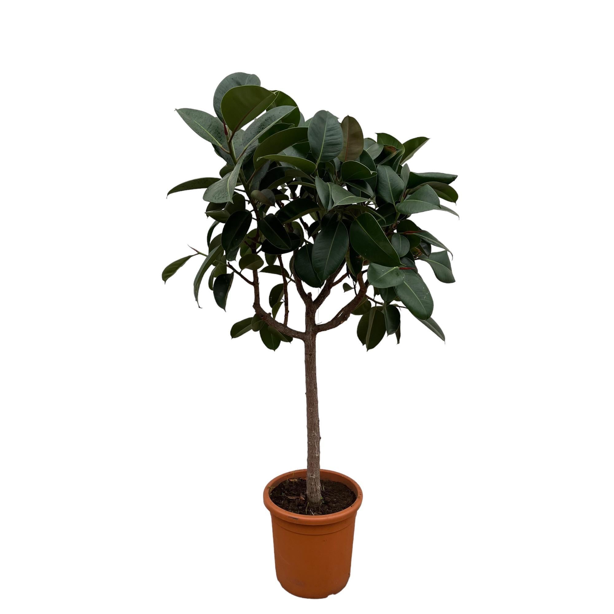 Ficus Elastica Robusta auf Stiel – 180 cm – ø30