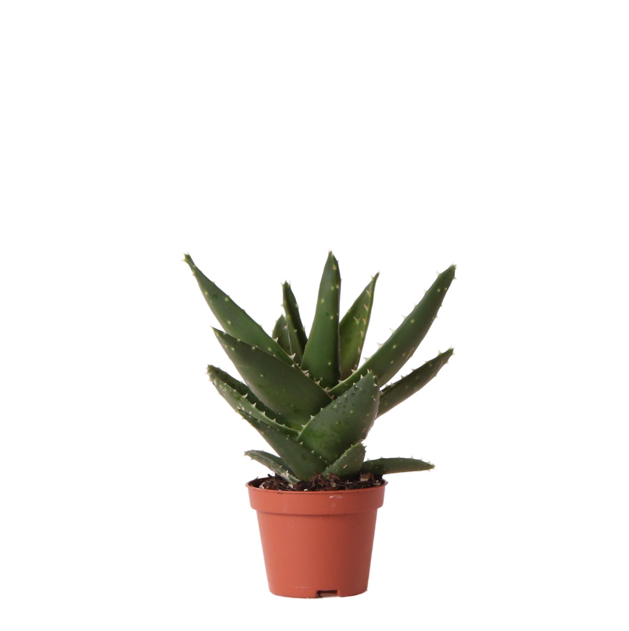 Kolibri-Grüns | Grünpflanze - Sukkulente Aloe Brevifolia - Töpfe Ø6cm - grüne Zimmerpflanze - frisch aus dem Garten