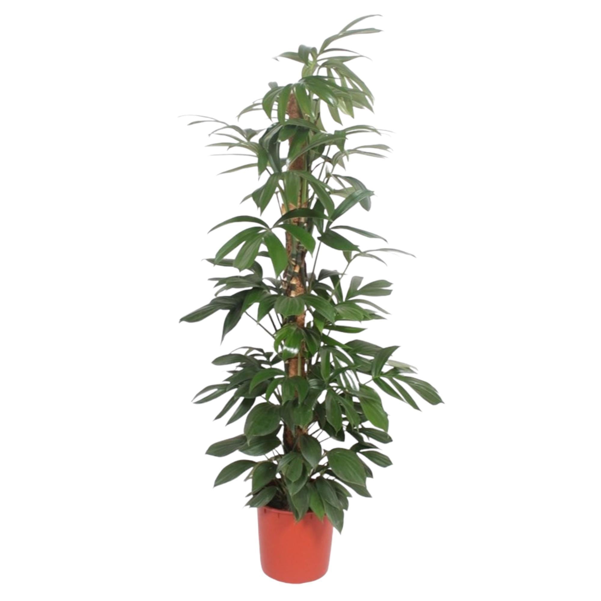 Philodendron Dragon Tail Moosstab – 190 cm – ø34