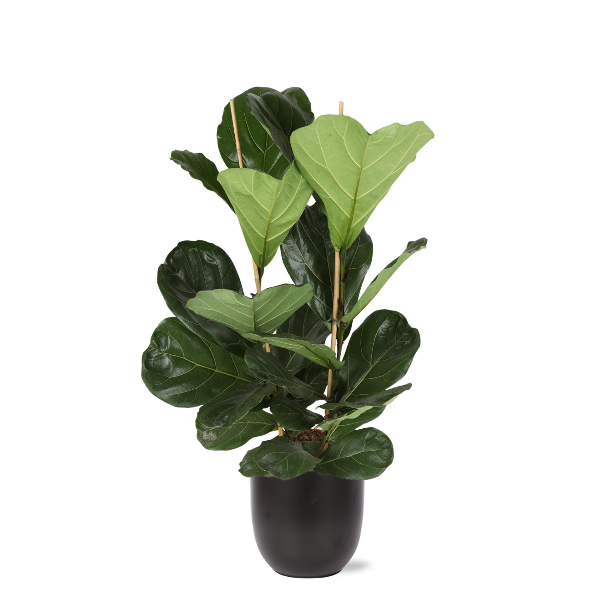 Ficus Lyrata - Ø24cm - ↕120cm im Boule-ANTHRAZIT-Topf