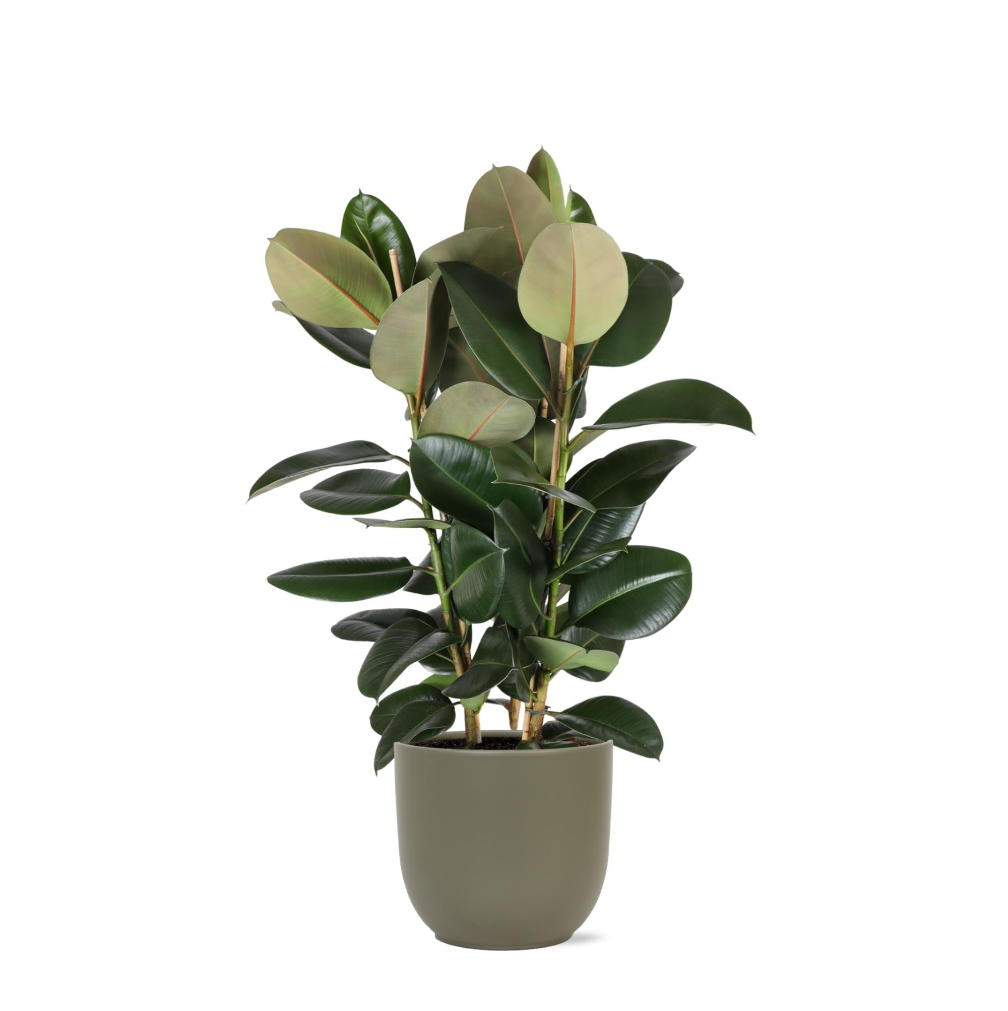 Ficus Elastica Robusta Ø27cm - ↕115cm im Boule OLIVE Topf