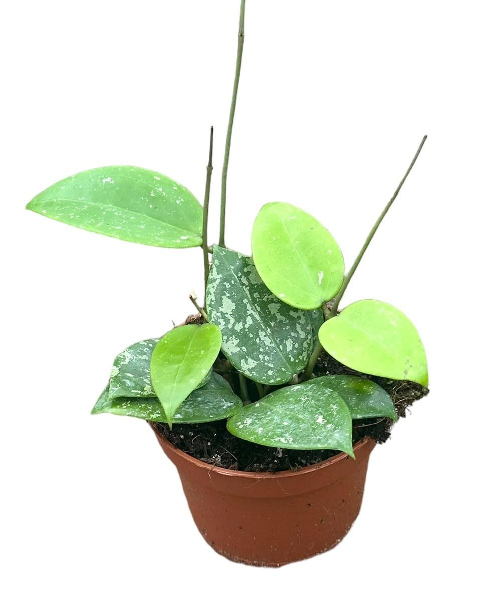 Hoya Parasitica Splash – Ø10,5 cm – ↕cm