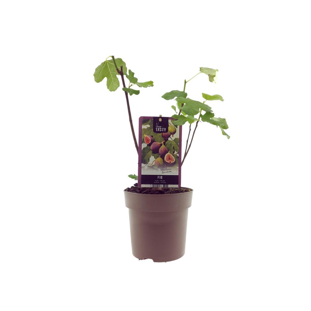 Ficus Bornholm (15017) – Ø15cm – ↕40cm