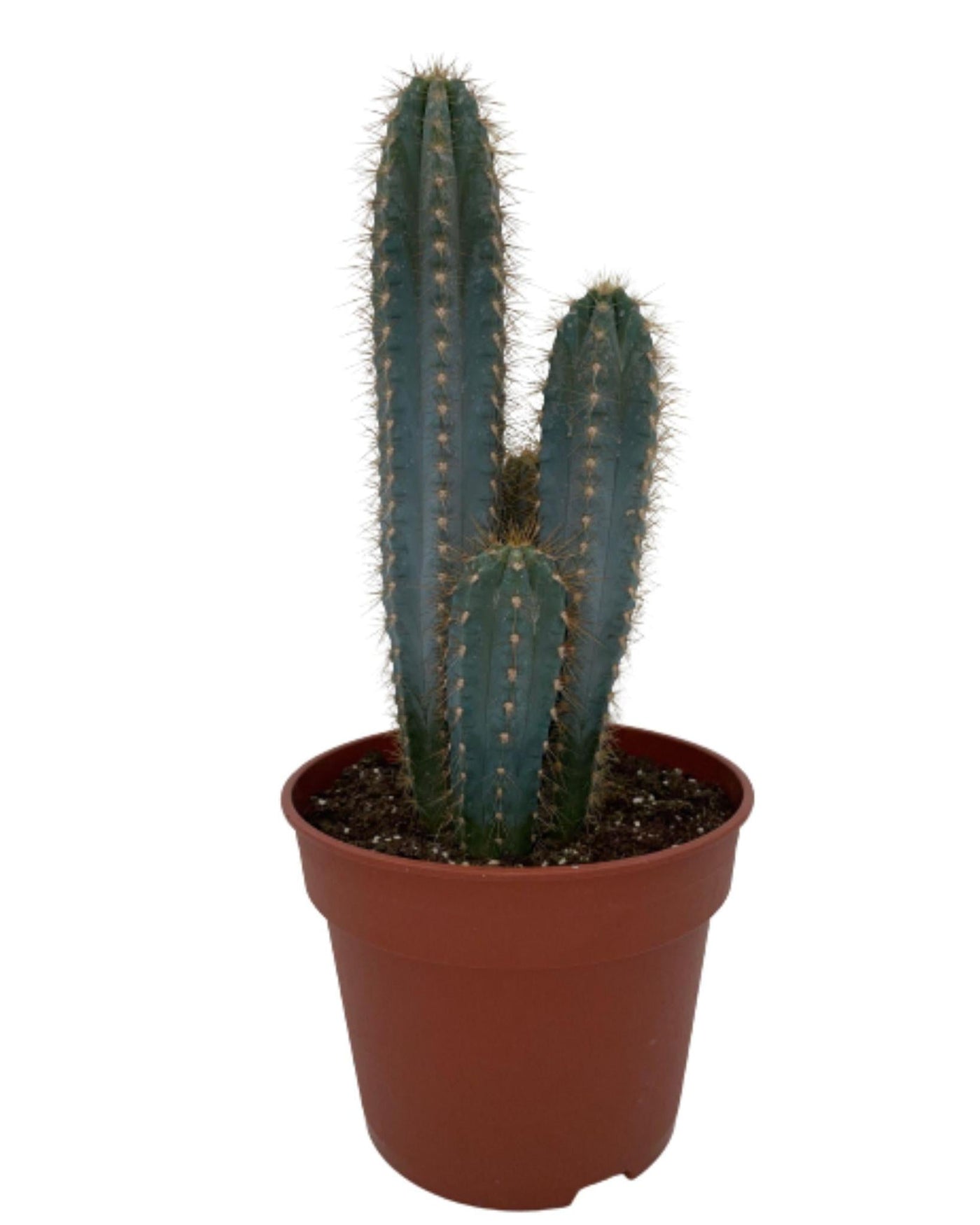 Kaktus – Pilosocereus Azerues – ↕30–40 cm – Normal – Ø17 cm