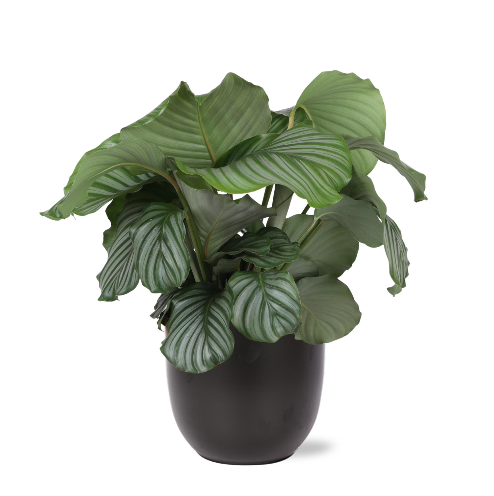 Calathea Orbifolia Ø21cm - ↕70cm im anthrazitfarbenen BOULE-Topf