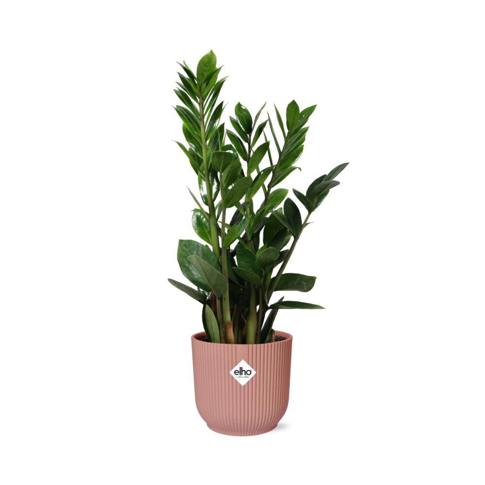 Zamioculcas – Höhe 45–50 in ELHO Vibes Fold 14 cm rosa