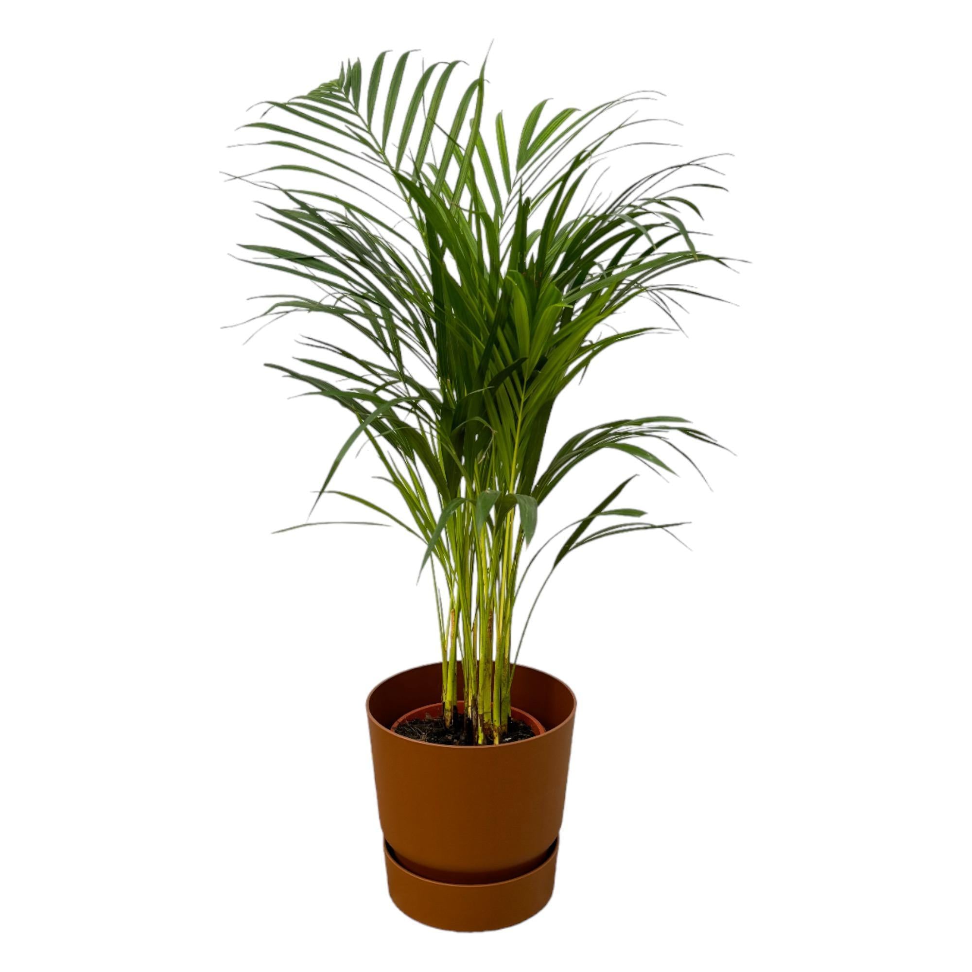 Areca-Palme - ↨85cm - Ø19cm inkl. elho Greenville braun D2 - Goldfruchtpalme