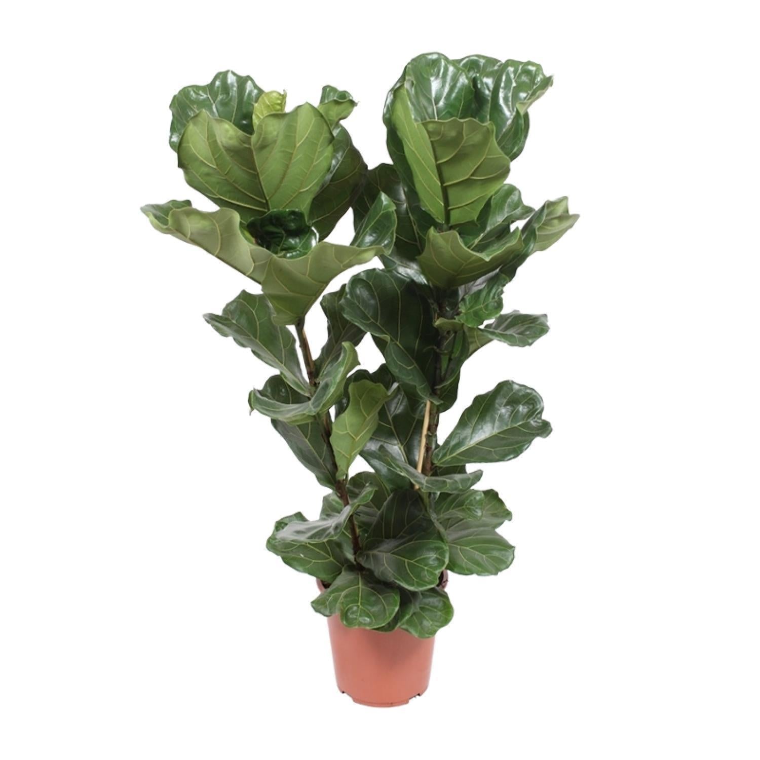 Ficus Lyrata – Ø27cm – ↕100cm