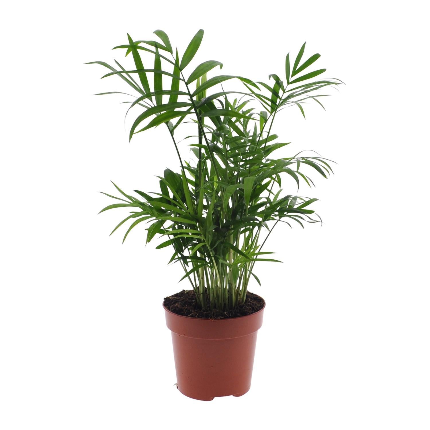 Chamaedorea Elegans - Ø12 - ↨40cm - Mexikanische Bergpalme