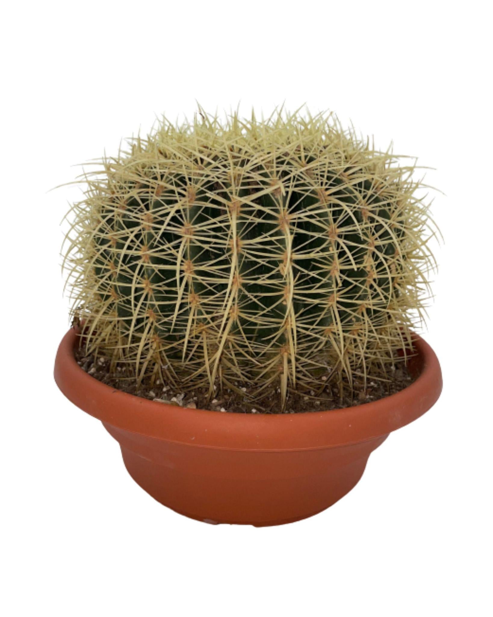 Kaktus - Echiocactus Grusonii - Normal - Ø24 cm - 1x - ↕23 - 28 cm