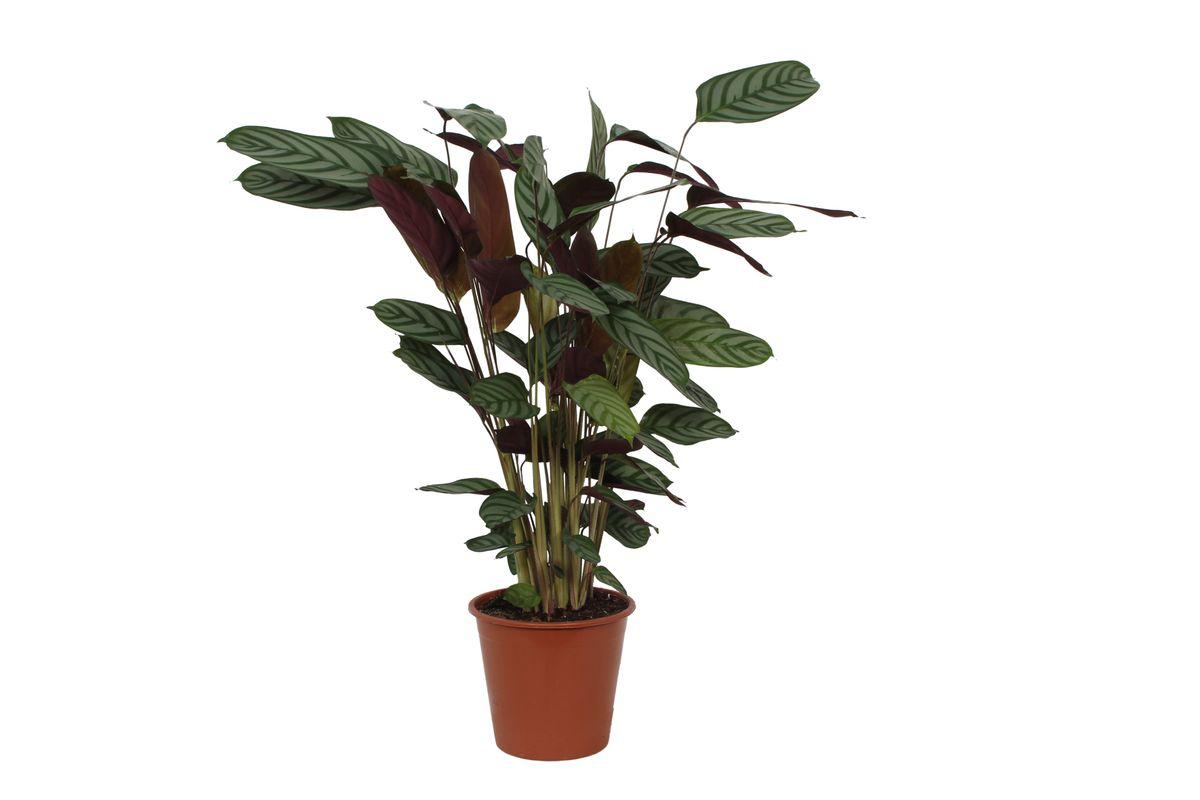 Calathea Compactstar - 80 cm - Ø19cm