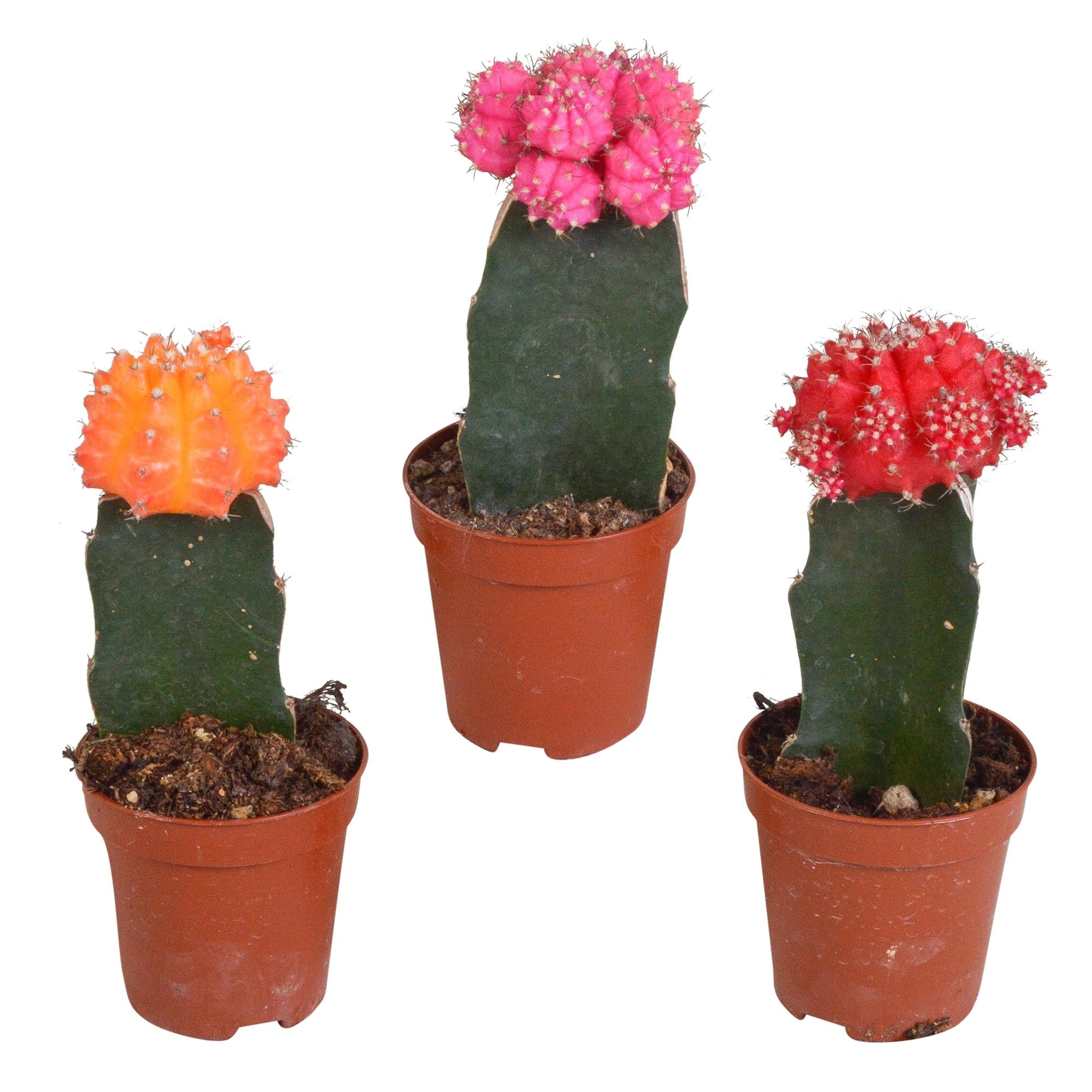 Euphorbia meloformis variegata – 5,5 cm – 3x – Gymnocalycium-Mischung - Wolfsmilch