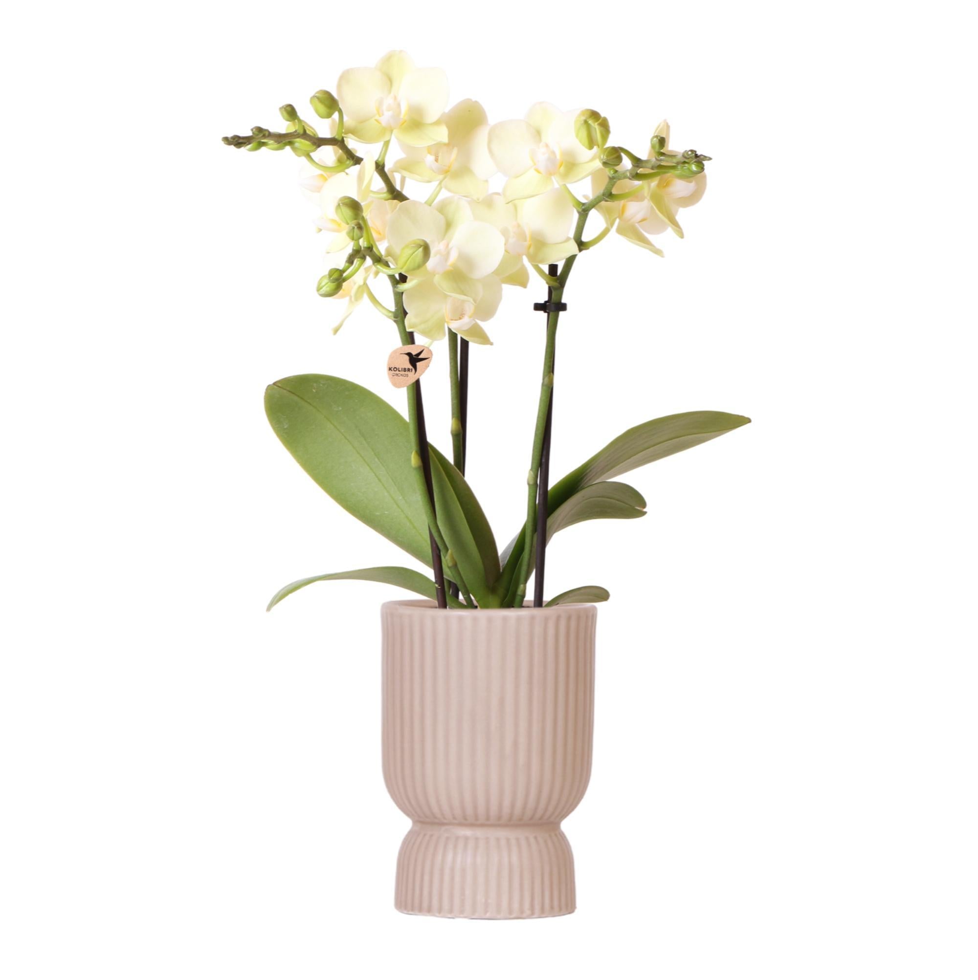 Kolibri-Orchidee | gelbe Phalaenopsis-Orchidee - Mexiko - Spitzengröße