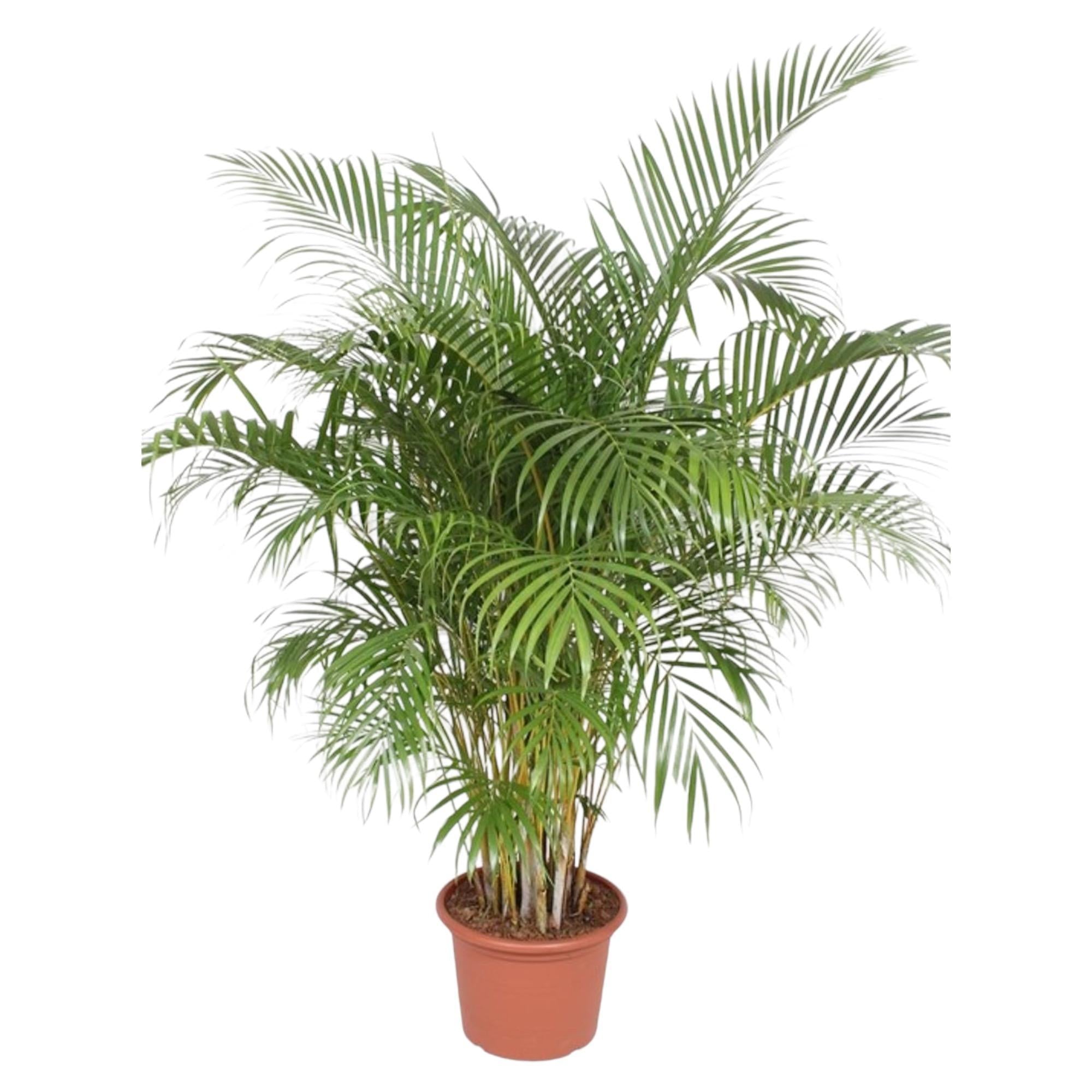 Dypsis Lutescens (Areca-Palme) – 200 cm – ø40 - Goldfruchtpalme