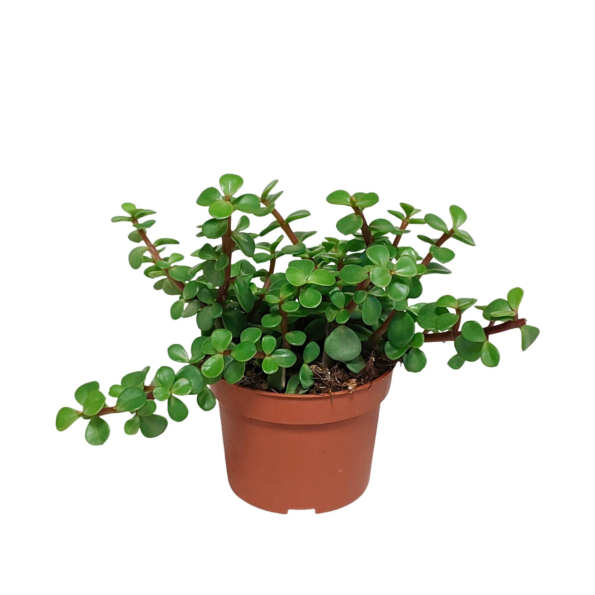 Portulaca afra – ohne Topf