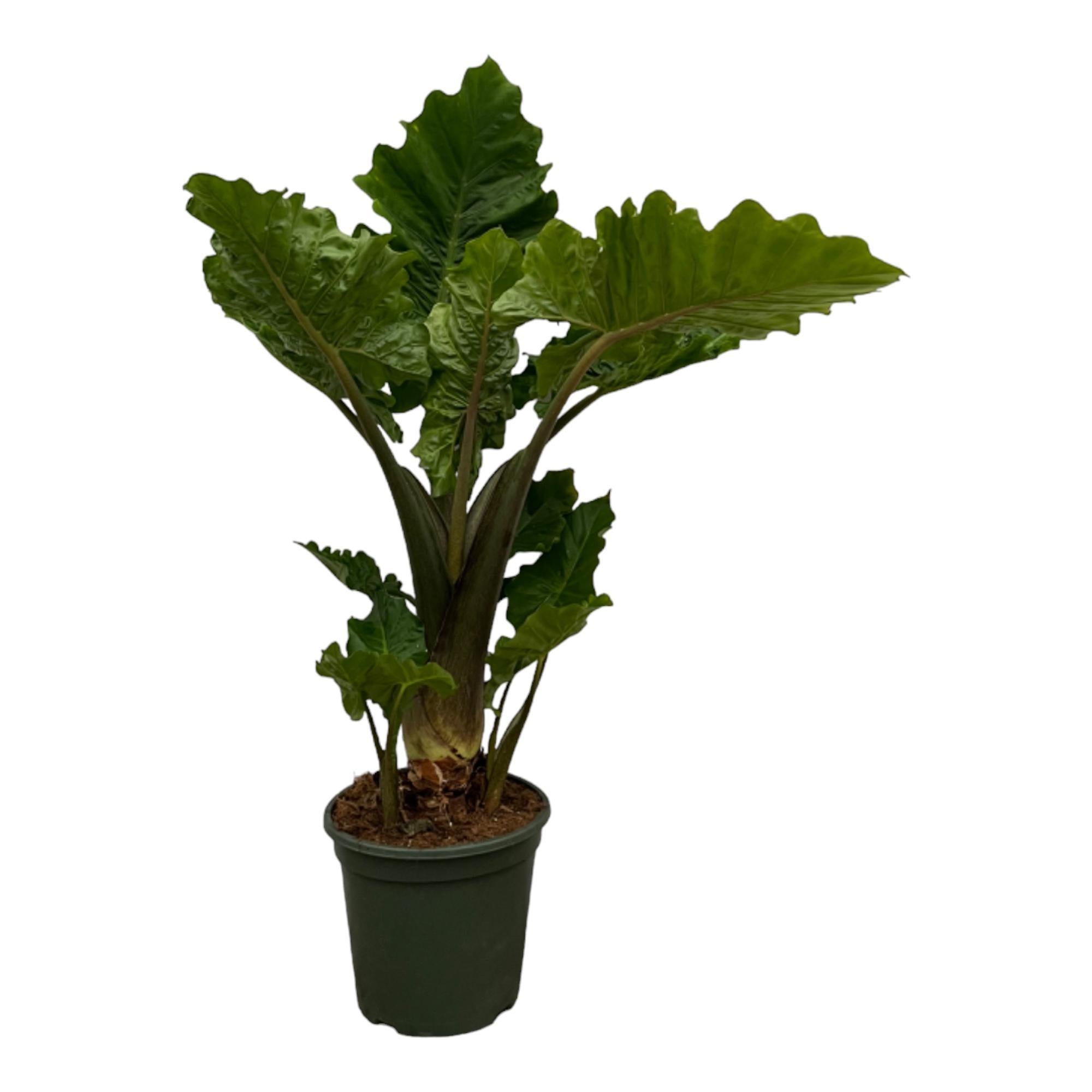 Alocasia Low Raider – 75 cm – Ø26 cm