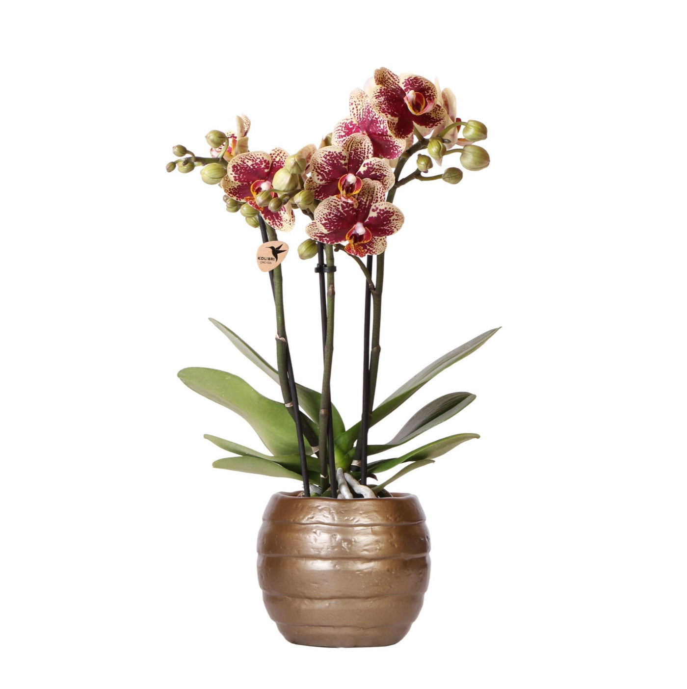 Kolibri-Orchidee | Gelbe rote Phalaenopsis-Orchidee - Spanien + Bienen