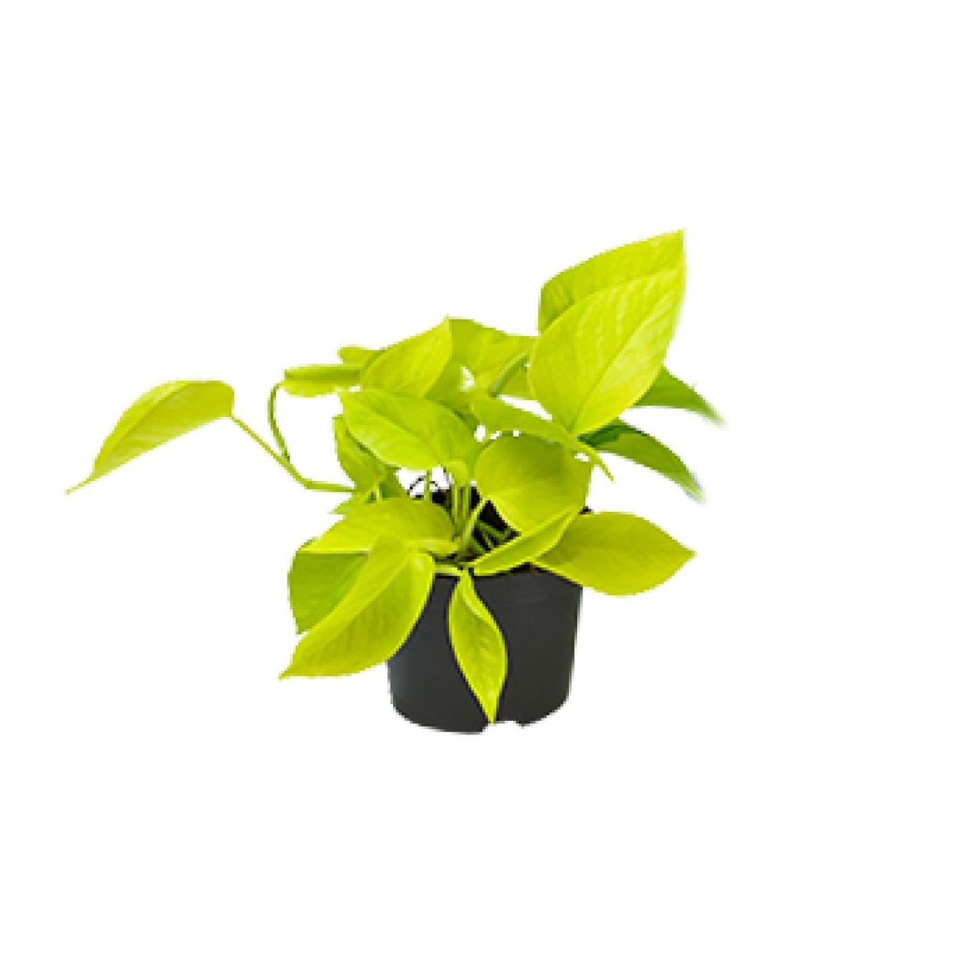 Epipremnum Golden Pothos - Ø12 - ↨15cm - Efeutute