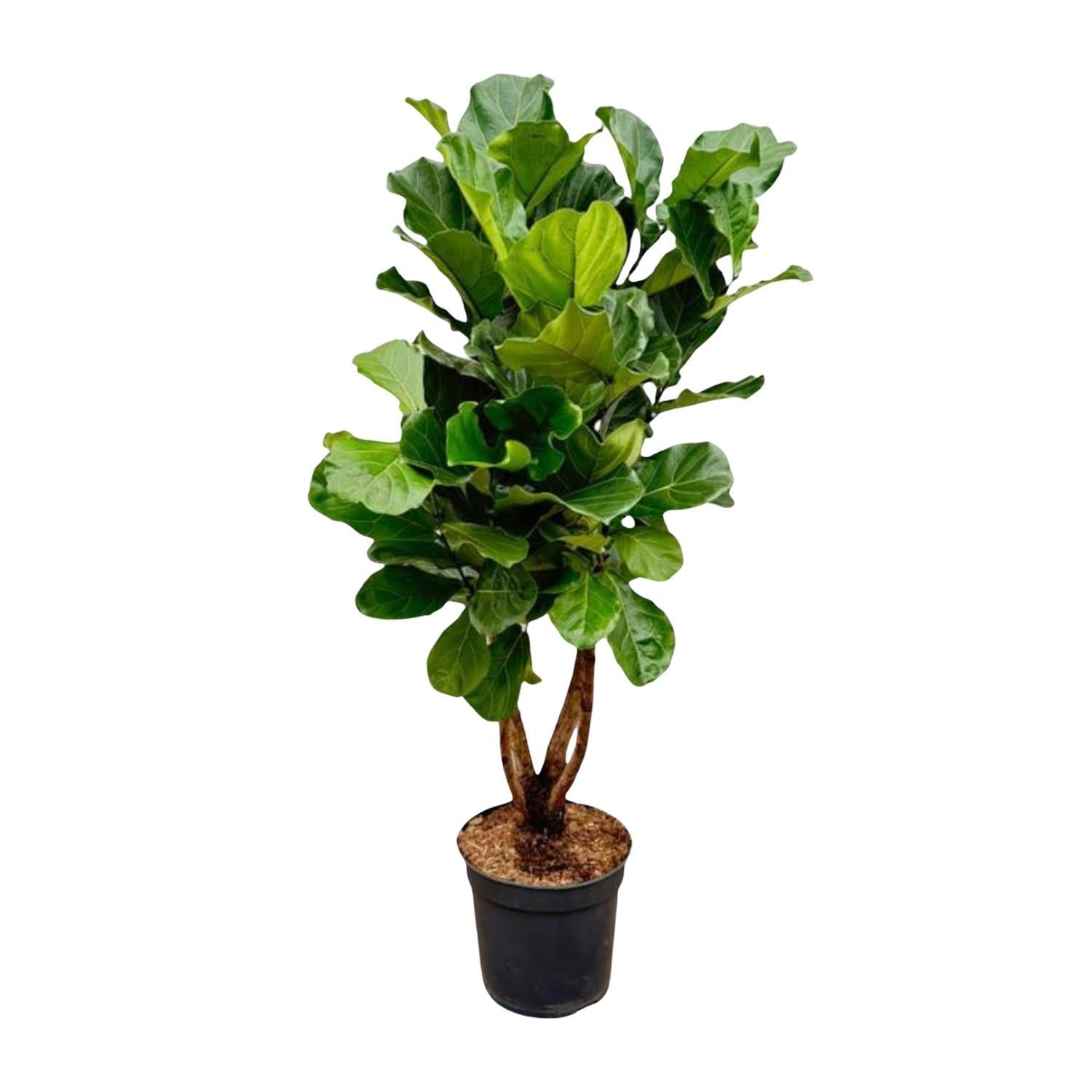 Ficus Lyrata verzweigt XL – 200 cm – ø32