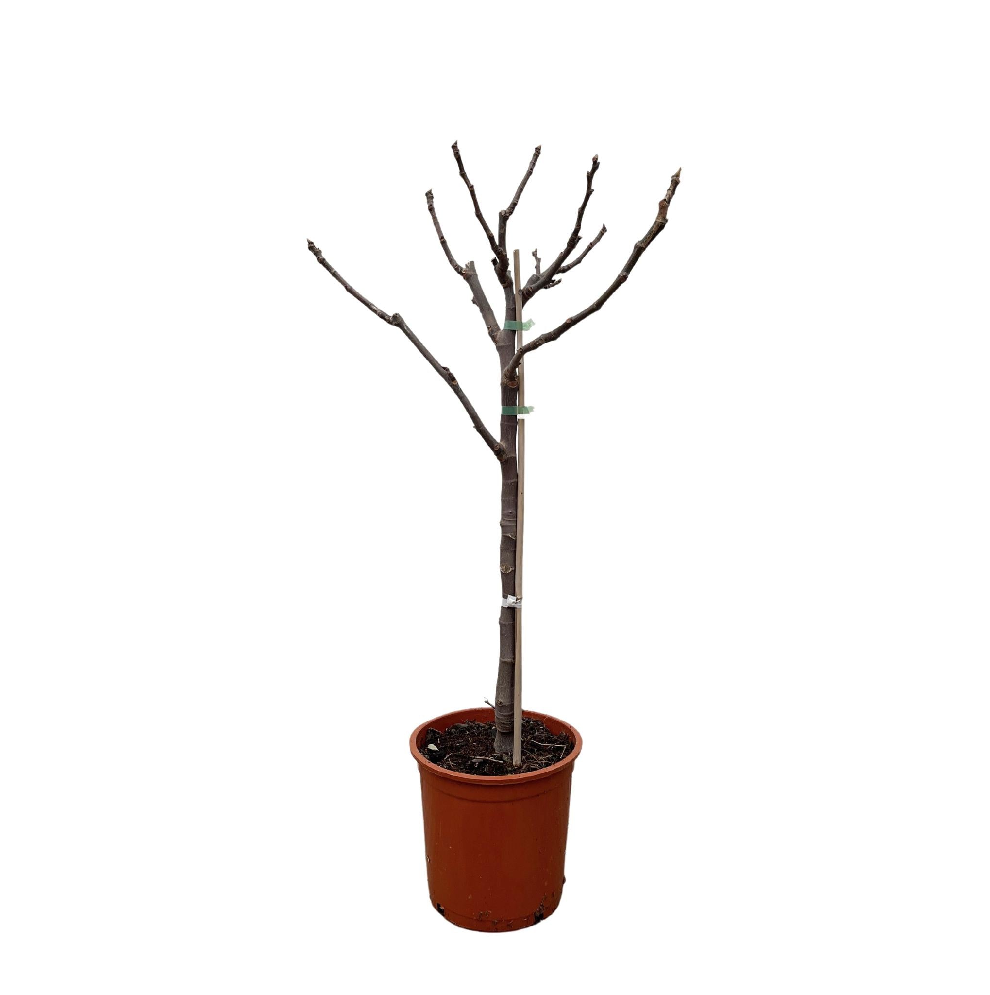 Ficus Carica am Stiel – 100 cm – Ø20