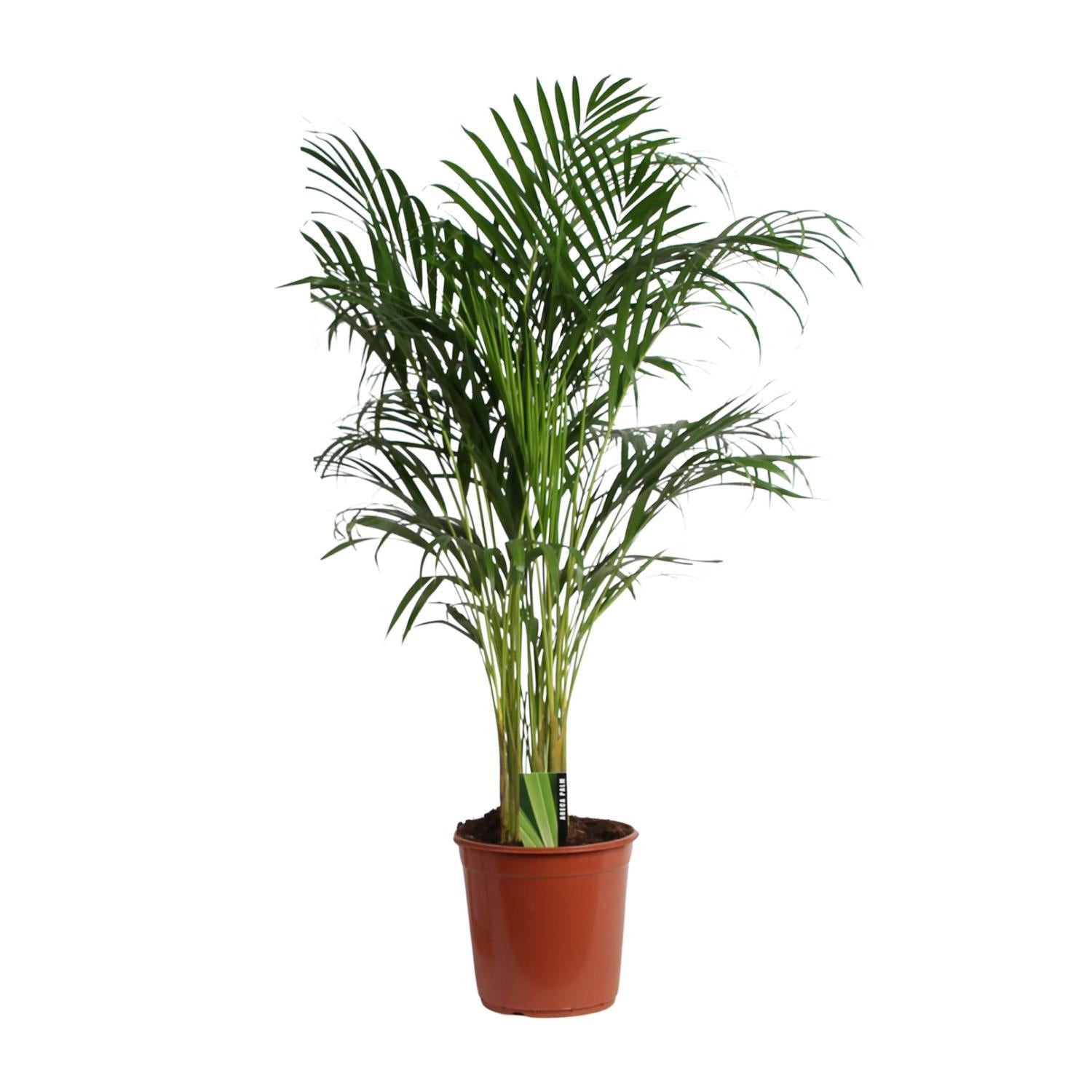 Dypsis Lutescens (Areca) A2 – Ø24cm – ↕120cm