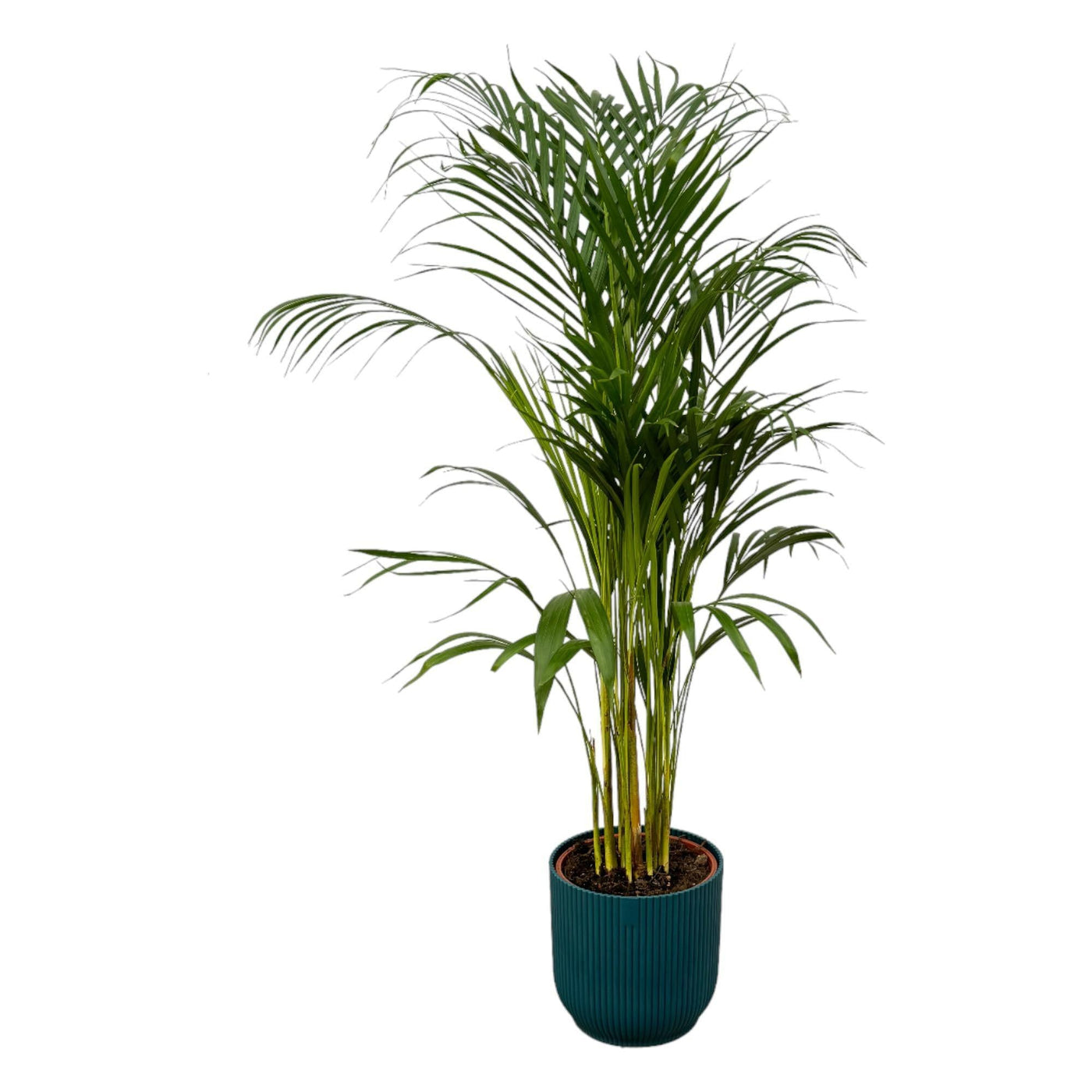 Areca-Palme - ↨110cm - Ø21cm inkl. elho Vibes Fold Blau D2 - Goldfruchtpalme