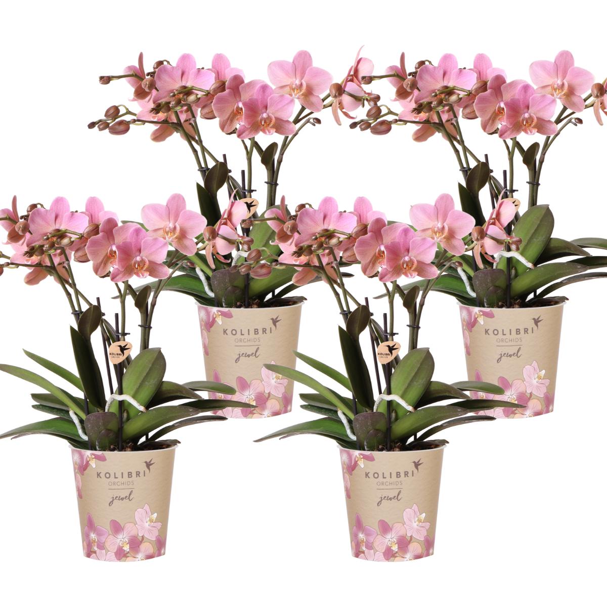 Kolibri-Orchideen | ANGEBOT COMBINÉE von 4 Orchideen Phalaenopsis - Tr