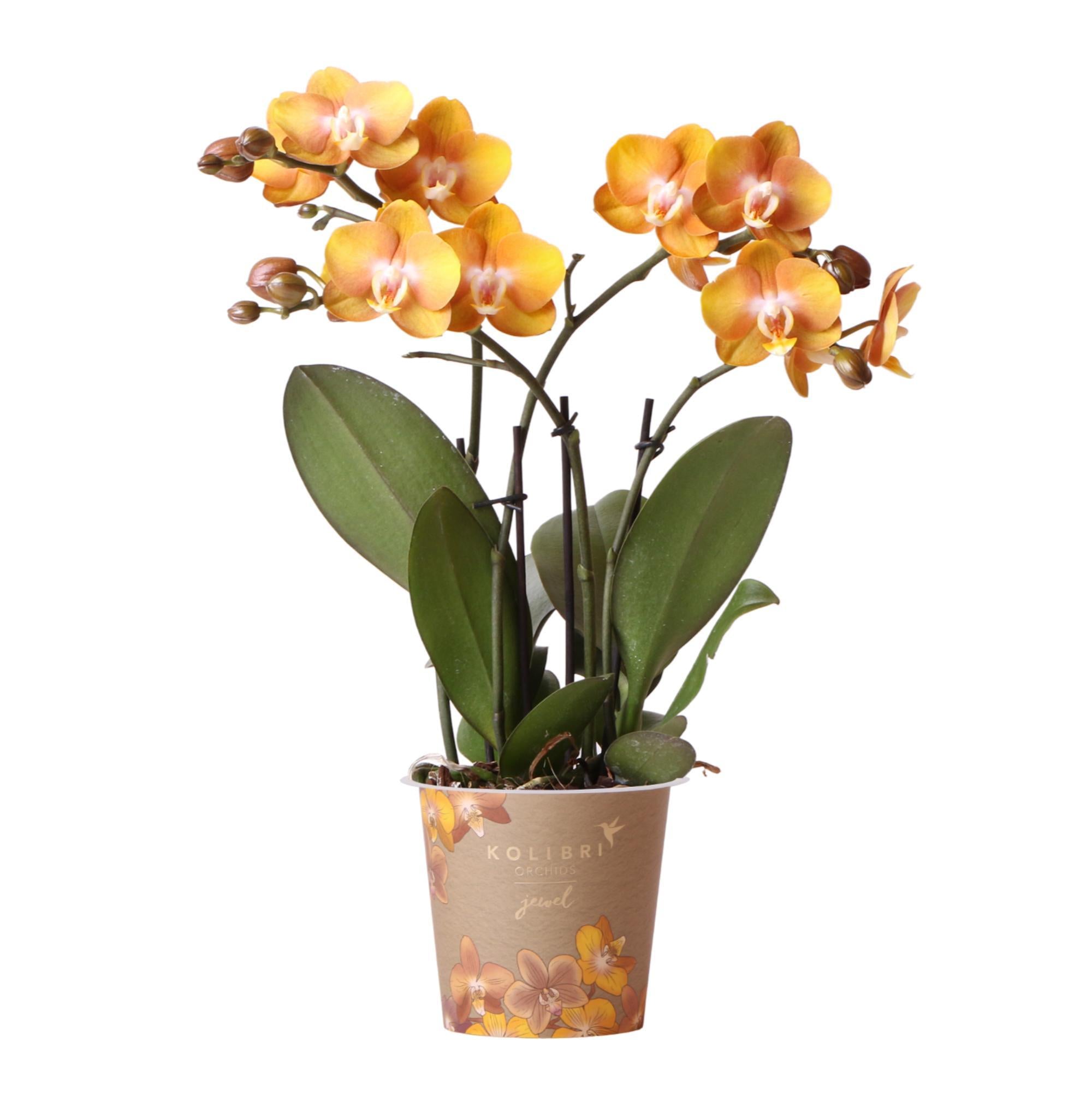 Kolibri-Orchidee | Orange-goldene Phalaenopsis-Orchidee - Jewel Las Ve