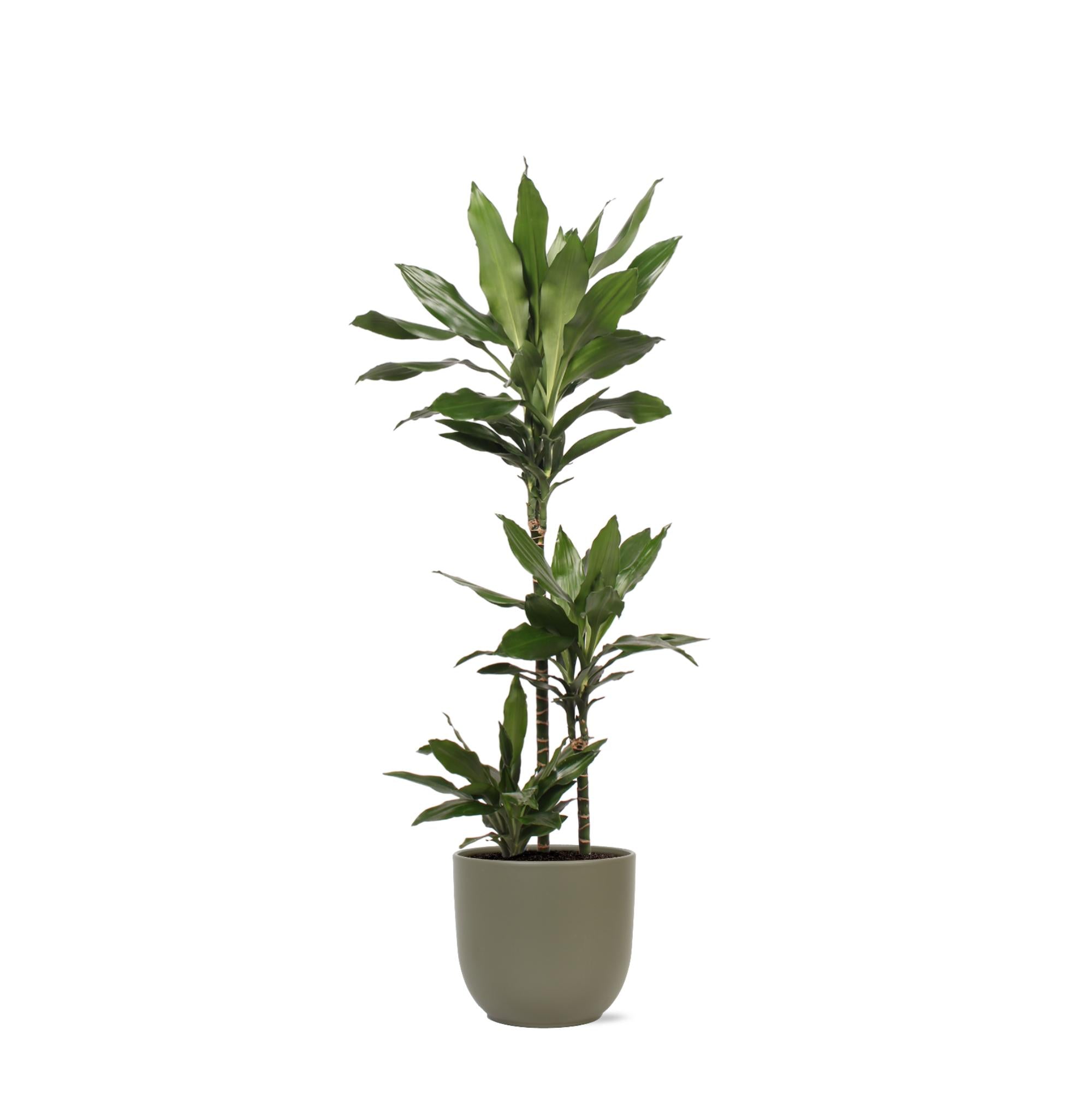 Dracaena Janet Lind Ø24cm ↕120cm im Boule OLIVE Topf