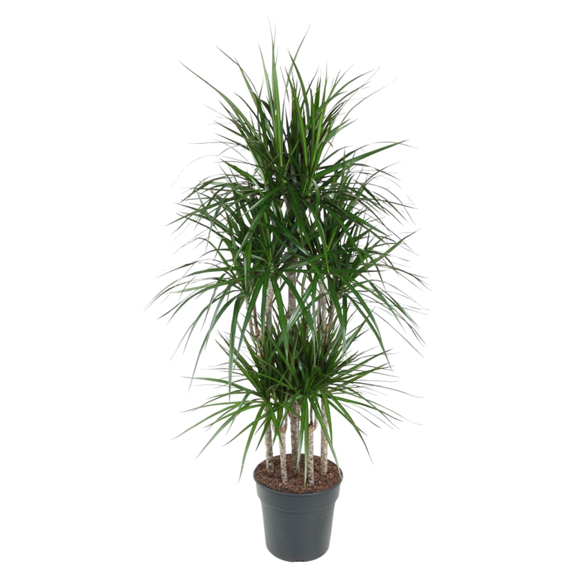 Dracaena Marginata Karussell - 160 cm - ø31