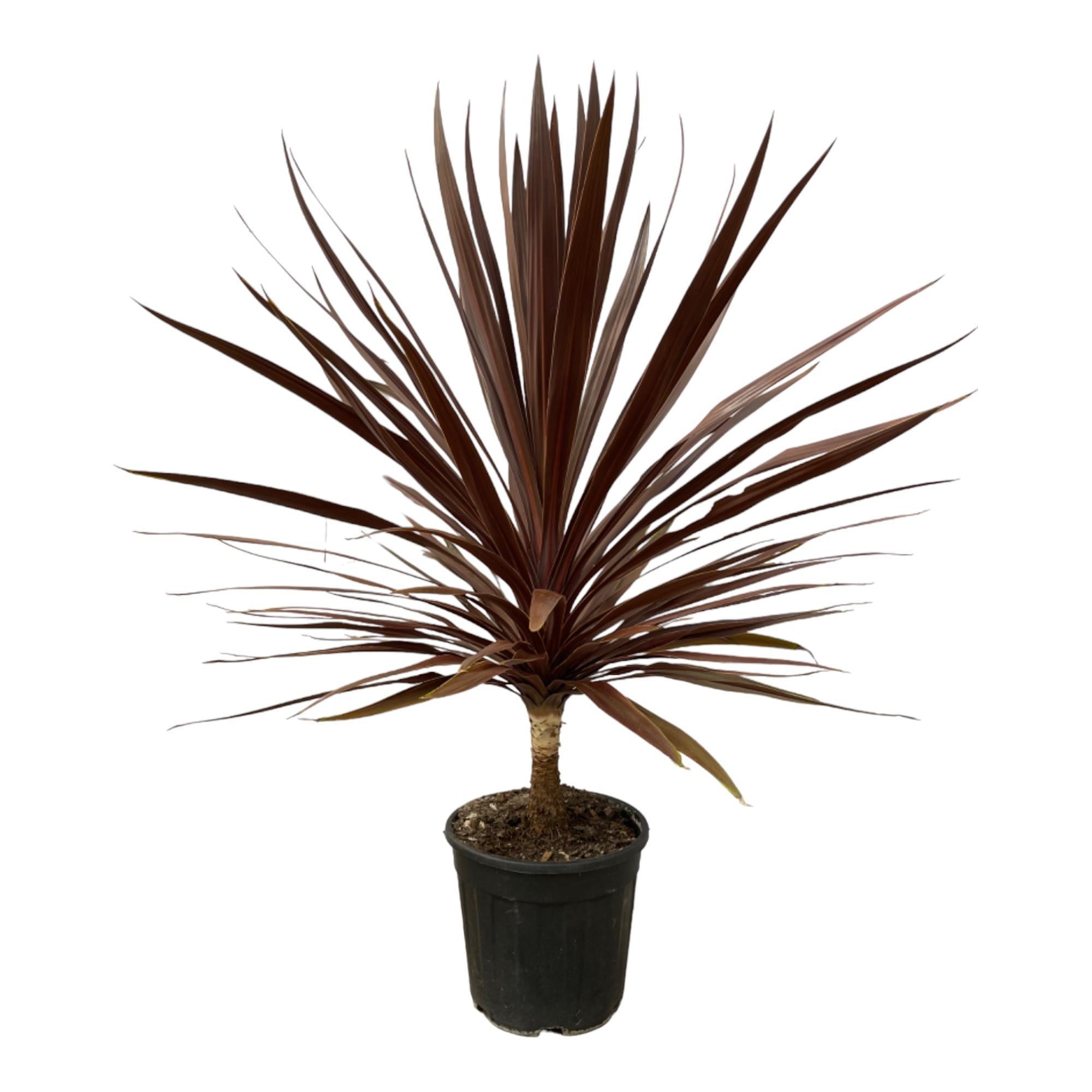 Cordyline Roter Stern - 120 cm - Ø30cm