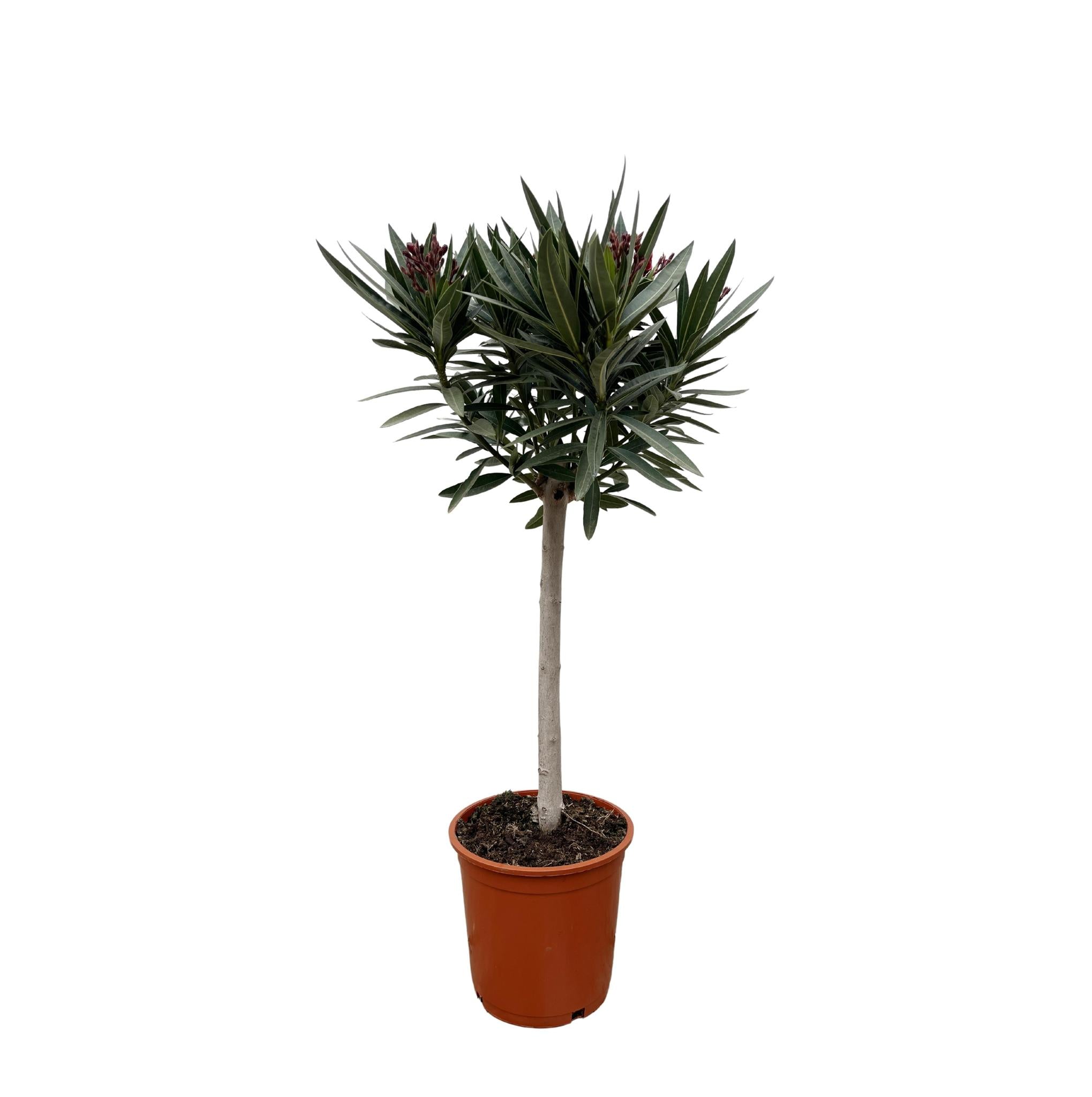 Nerium Oleander auf Stiel mit roter Blüte – 90 cm – Ø22