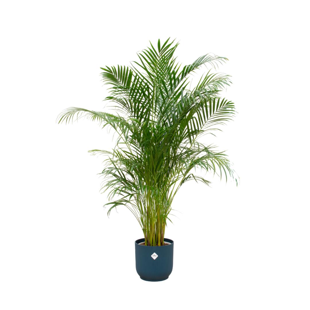 Kombi-Angebot - Areca-Palme inklusive Elho Vibes Fold Round Blau Ø30 - - Goldfruchtpalme