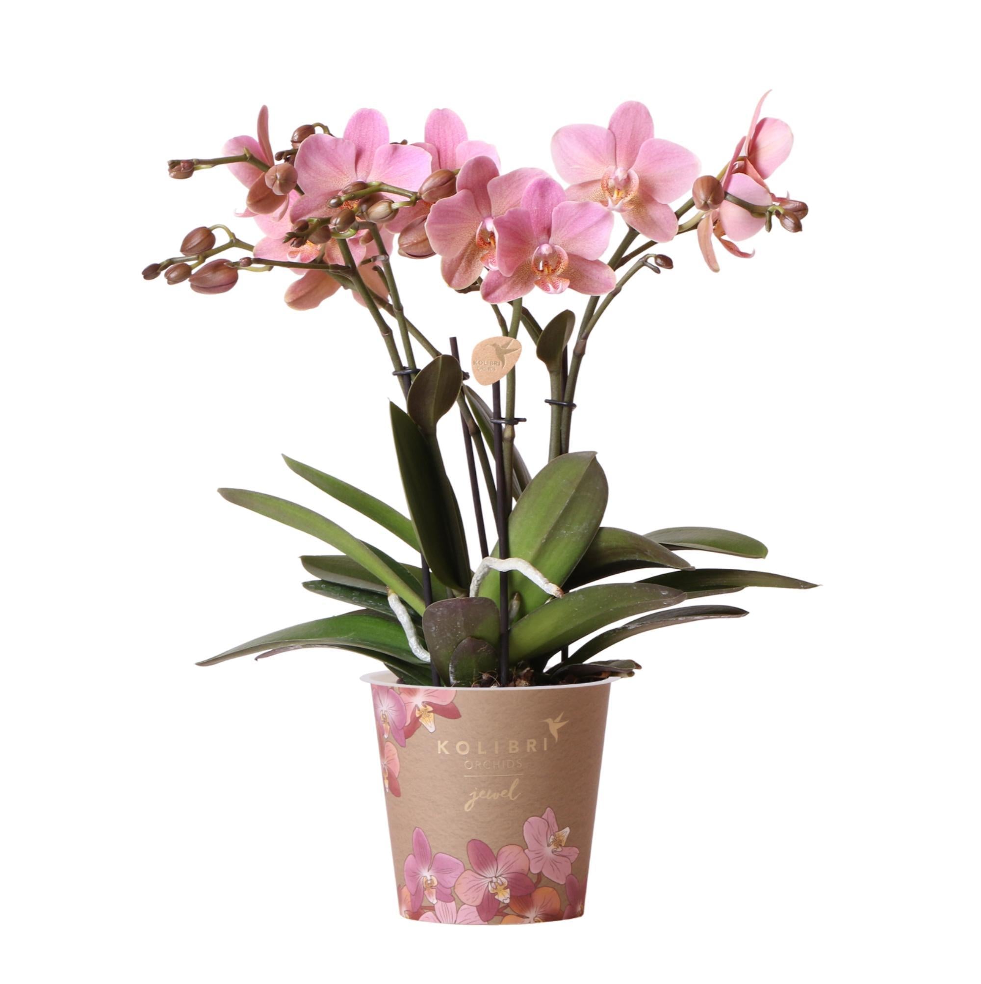 Kolibri-Orchideen | Altrosa Phalaenopsis Orchidee - Jewel Treviso - To