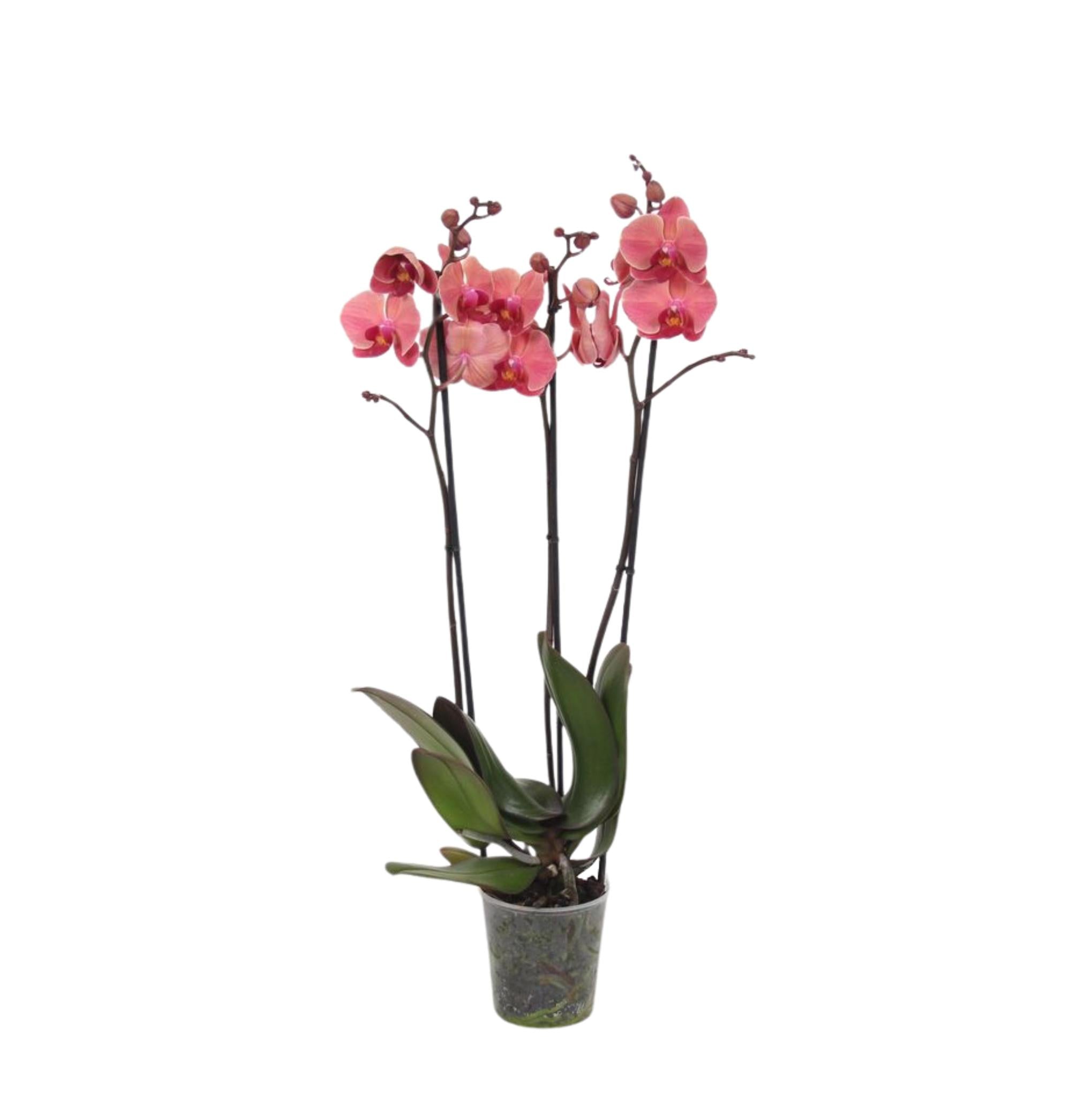 Phalaenopsis Narbonne - 3 Zweige - 60 cm - Ø12cm