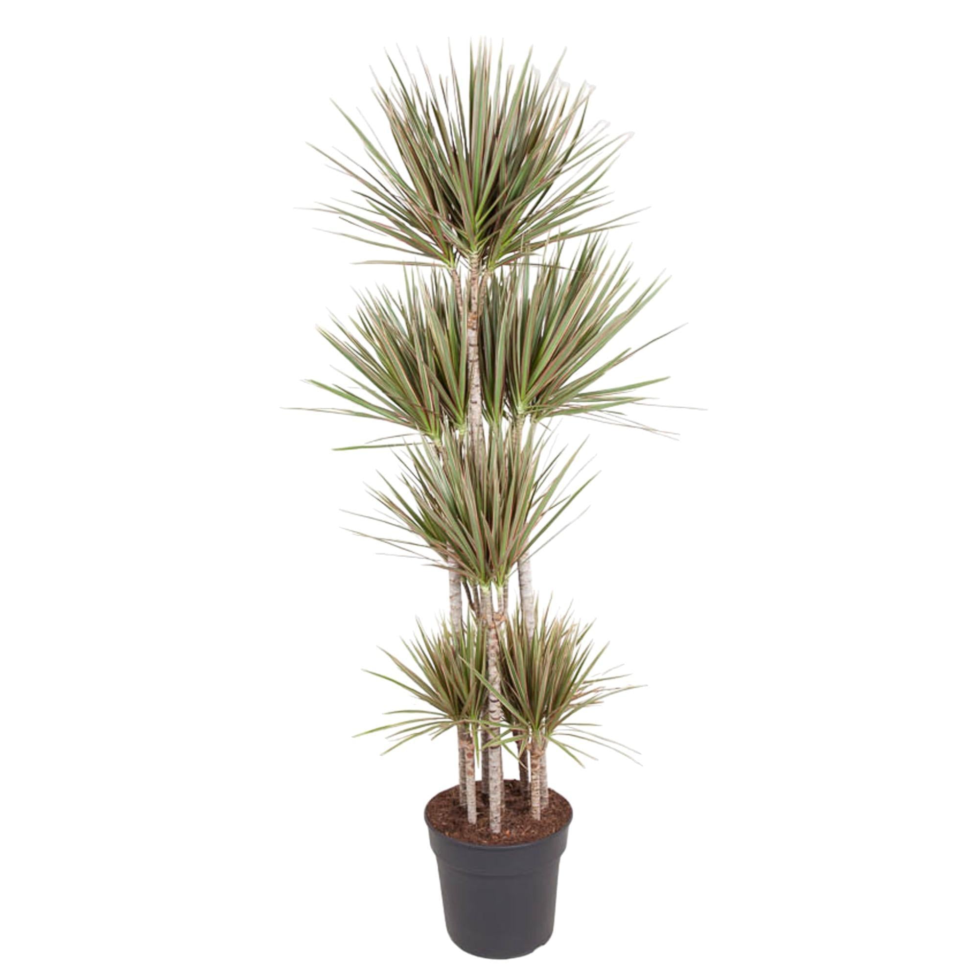 Dracaena Bicolor Karussell – 180 cm – ø34