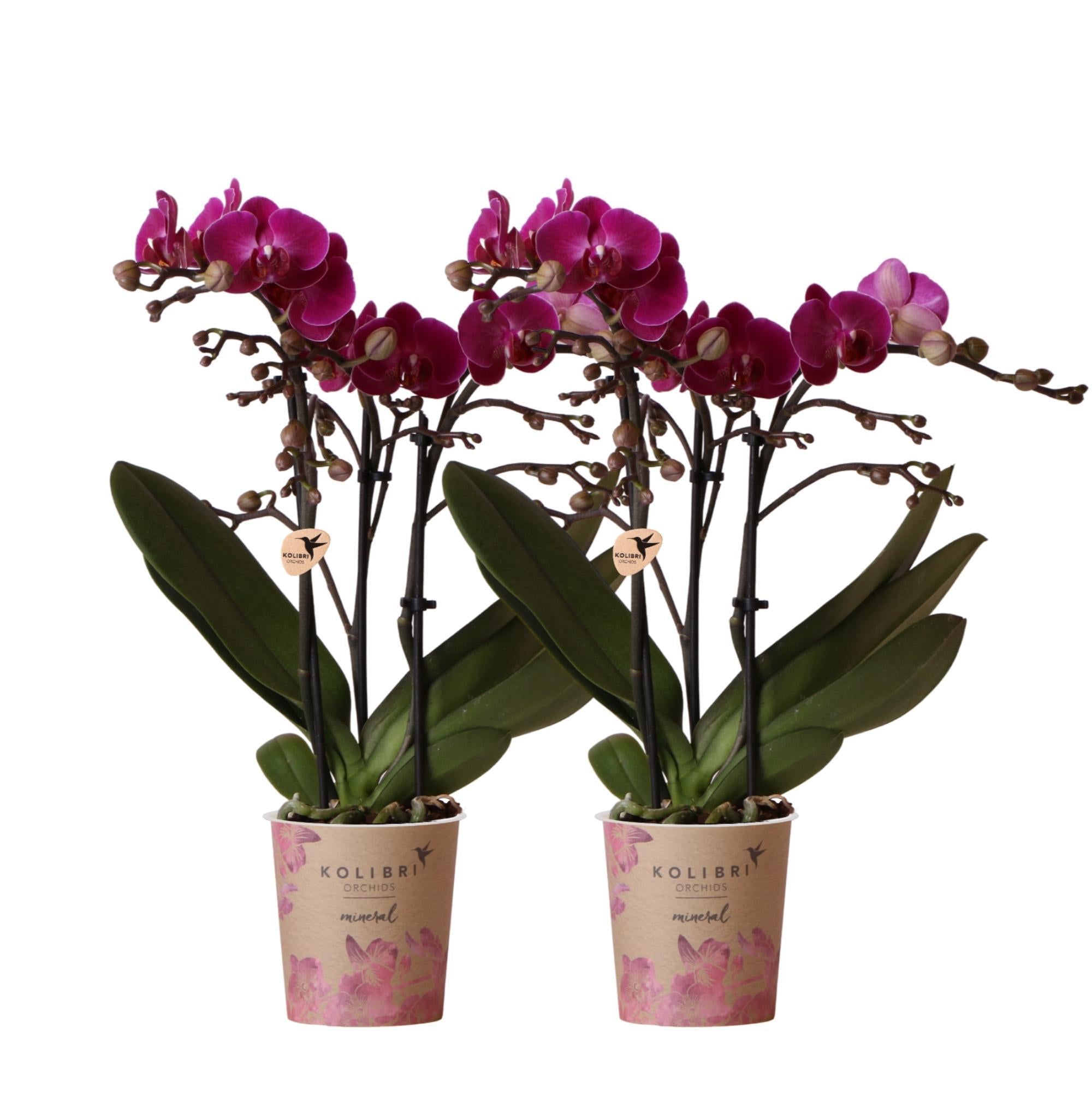 Kolibri-Orchideen | KOMBI-ANGEBOT mit 2 lila Phalaenopsis-Orchideen –