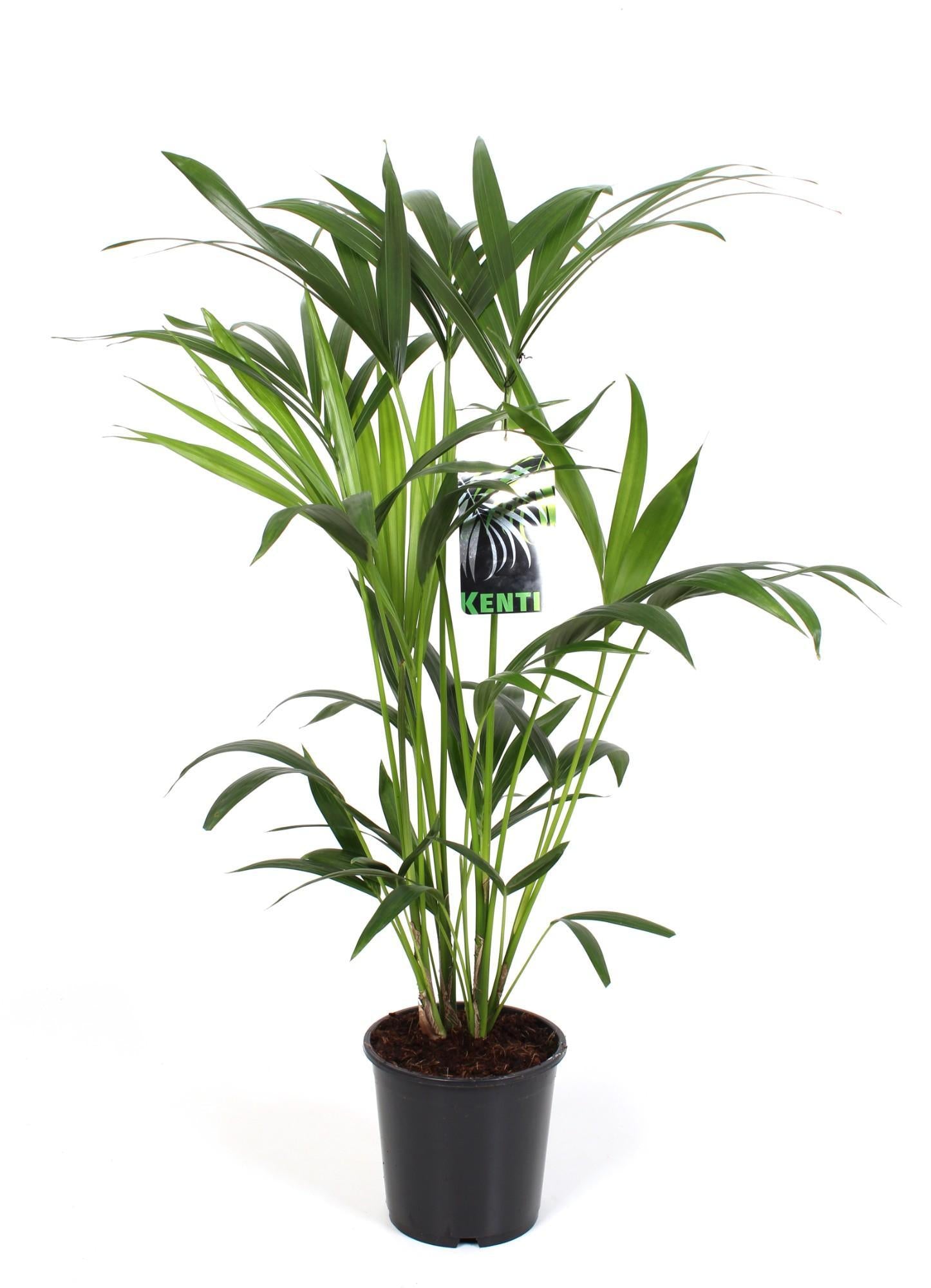 Howea Forsteriana - Ø19cm - ↕80cm