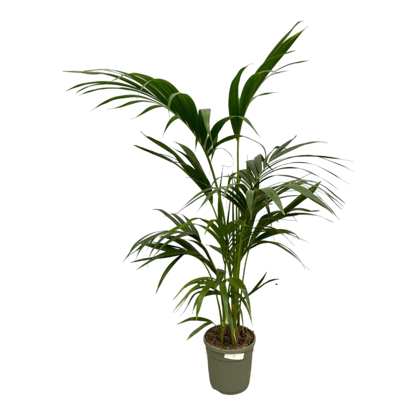 Kentia-Palme – 130 cm – Ø21 cm - Kentiapalme