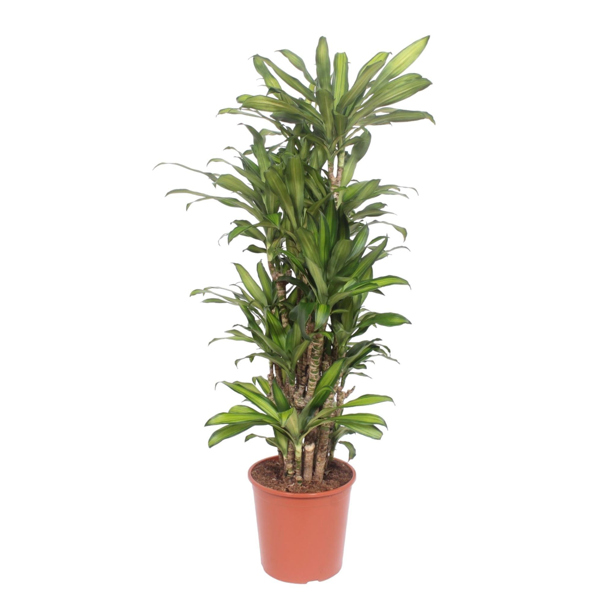 Dracaena Eve - 160 cm - ø30