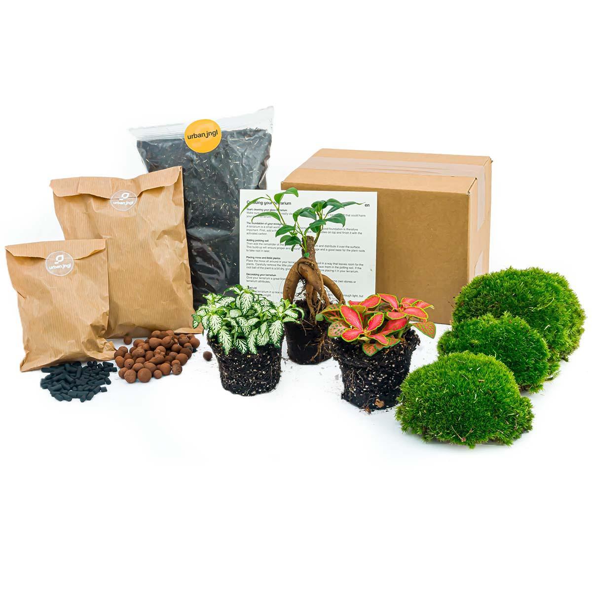 Pflanzenterrarienpaket - Ficus Ginseng Bonsai - Nachfüll- und Starterpaket - DIY