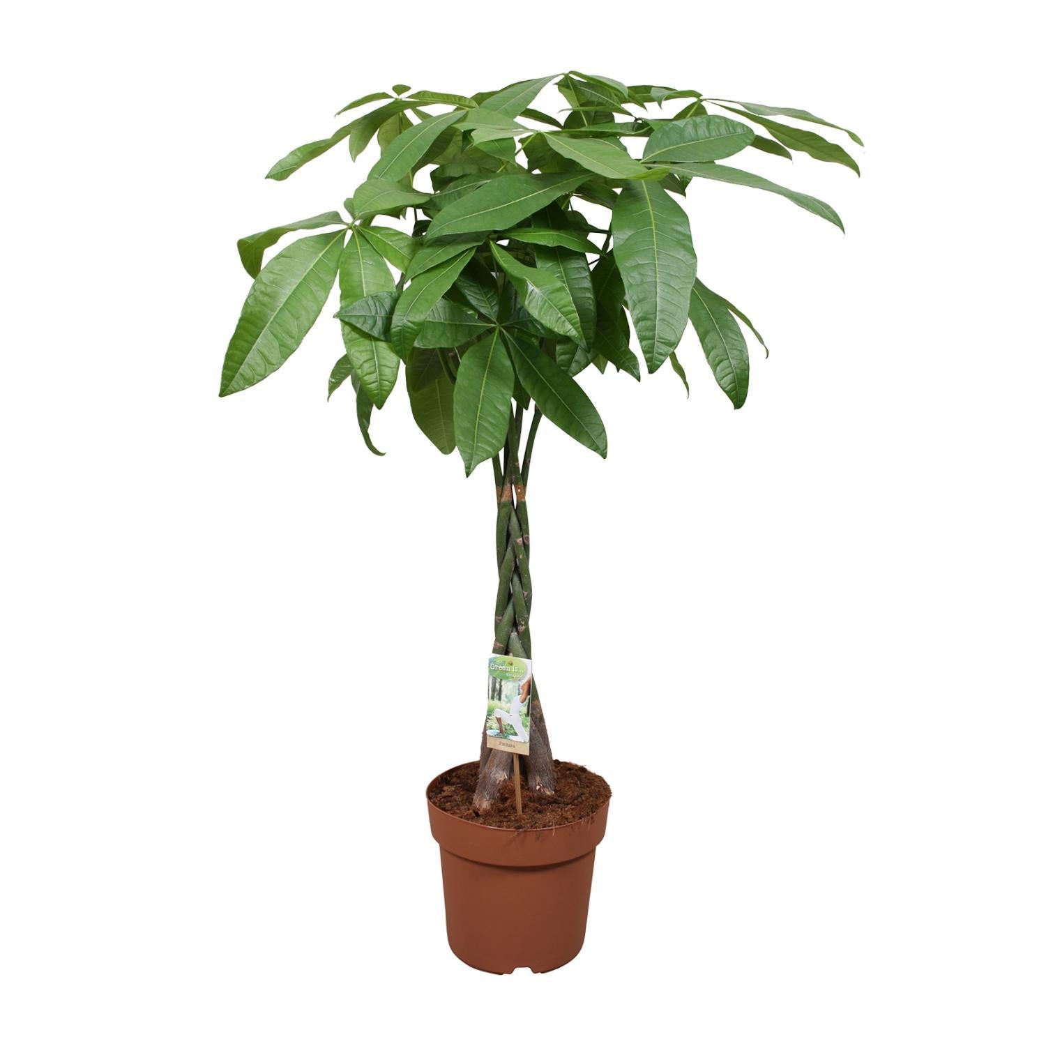 Pachira Aquatica – Ø24cm – ↕120cm