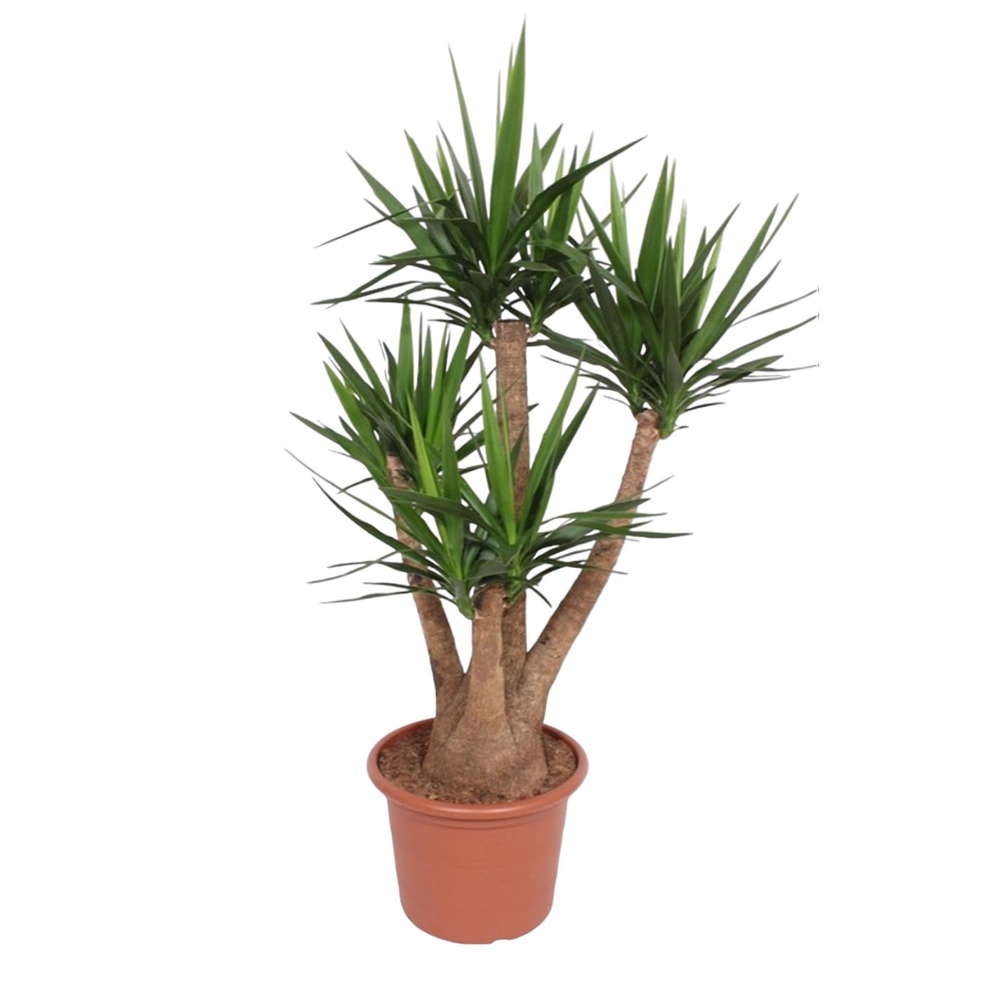 Yucca Elephantipes verzweigt – 170 cm – ø45