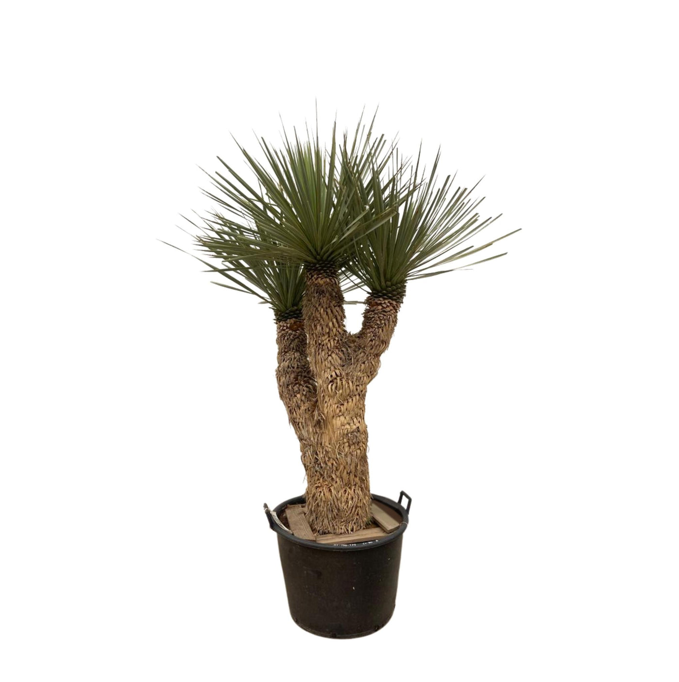 Yucca Rostrata Hidra - 200 cm - ø60 - Palme