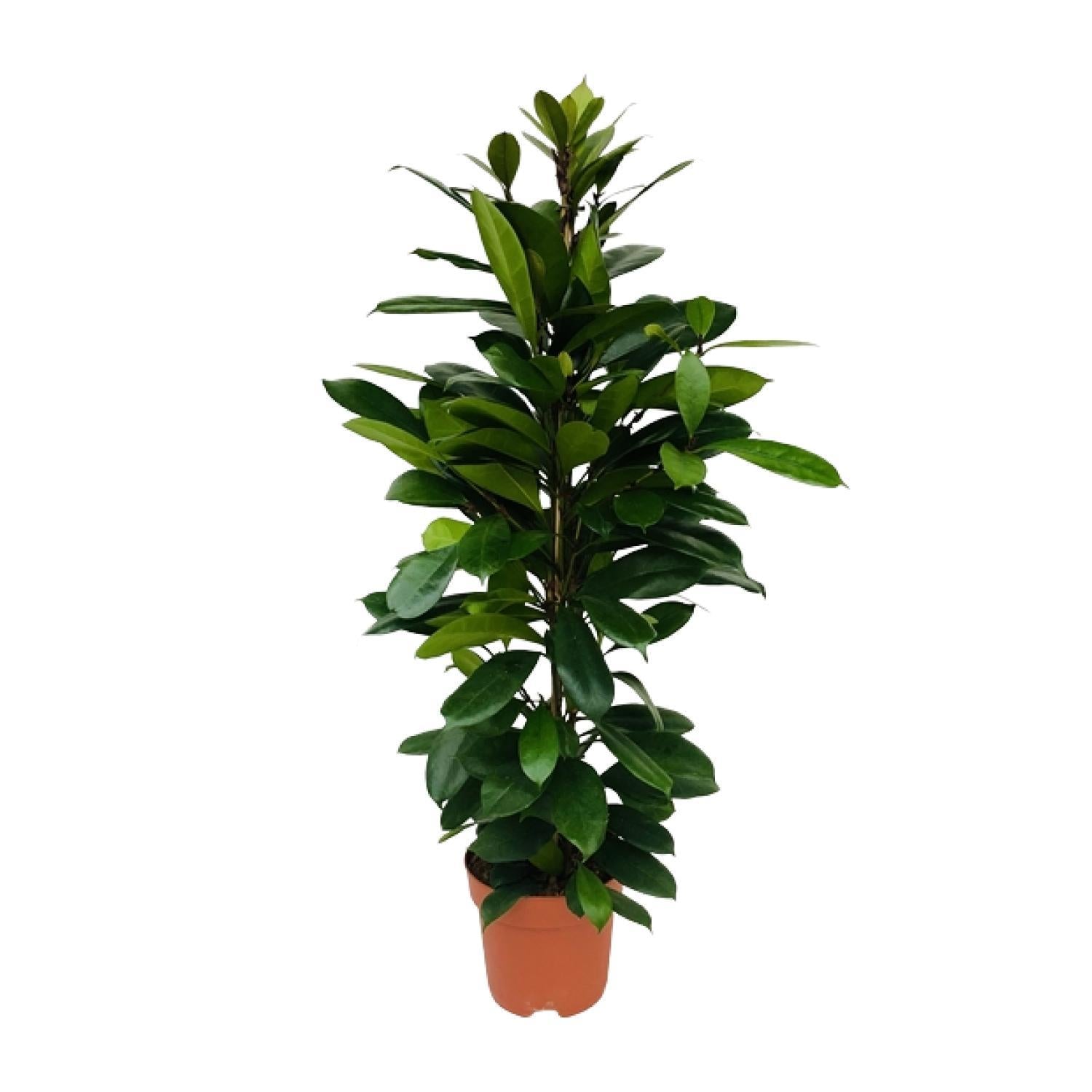 Ficus Cyathistipula – Ø21cm – ↕105cm