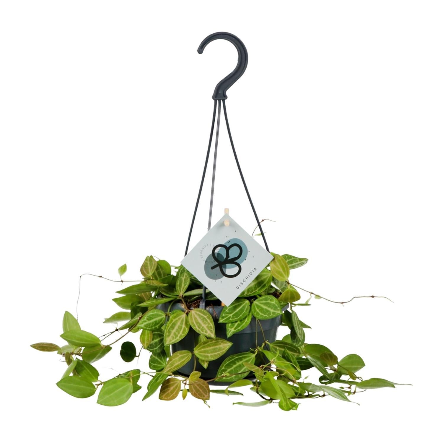 Dischidia Ovata – Ø14cm – ↕40cm