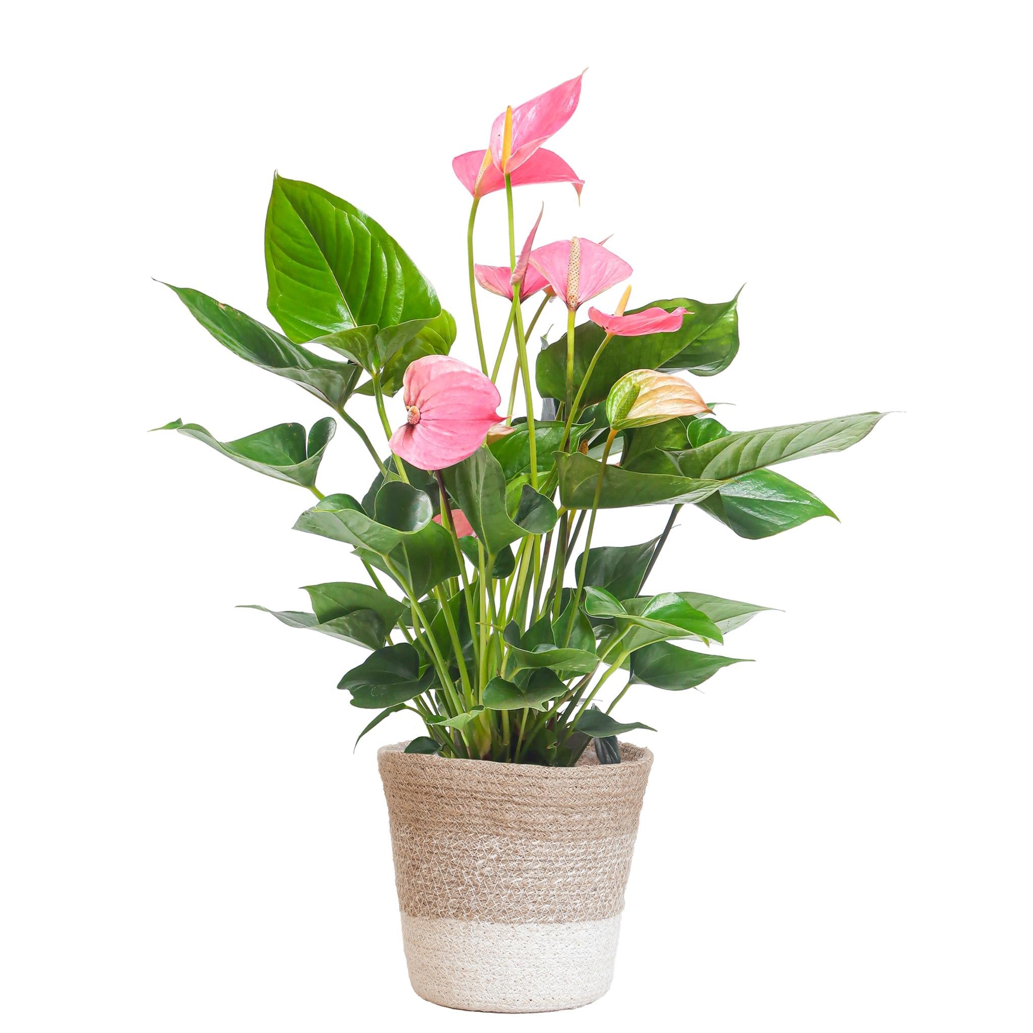 Anthurium Pink Explosion mit Lissabon-Weidenkorb – 55 cm – Ø17